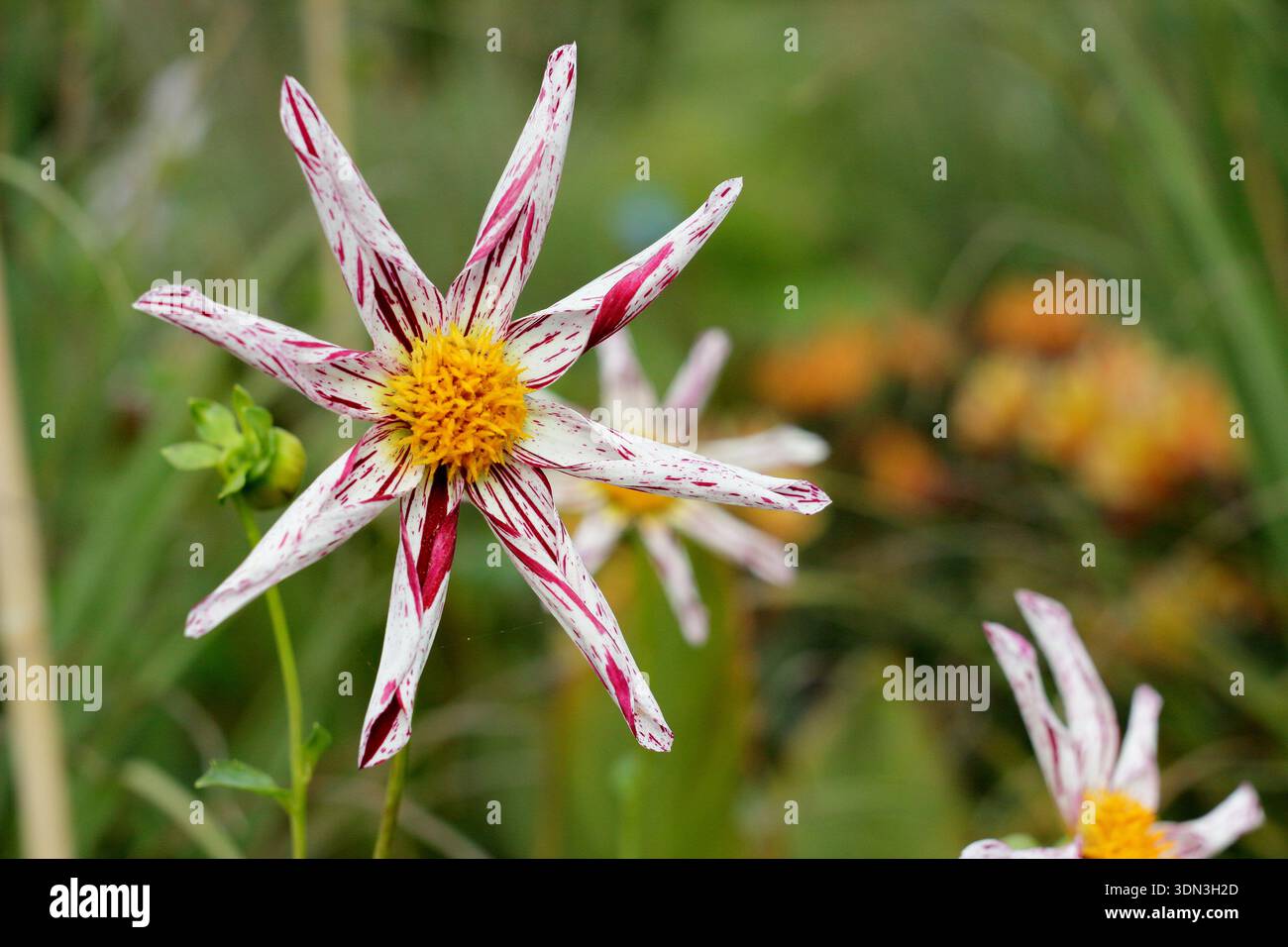 Der Lehrer von Dahlia Destiny trägt charakteristische sternförmige weiße Blumen, die vom Hochsommer bis zum Herbst rot gefärbt sind. UK Stockfoto