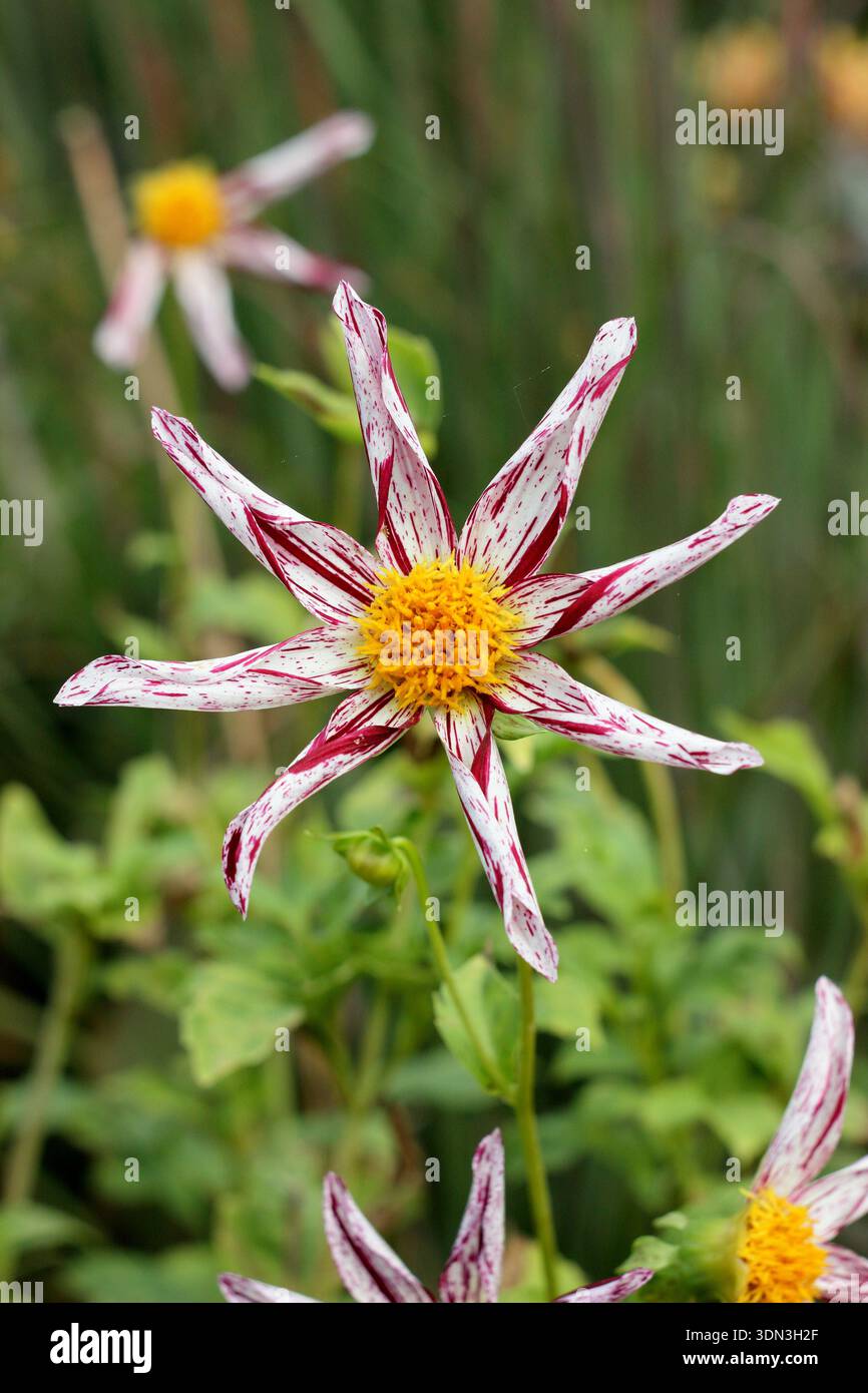 Der Lehrer von Dahlia Destiny trägt charakteristische sternförmige weiße Blumen, die vom Hochsommer bis zum Herbst rot gefärbt sind. UK Stockfoto