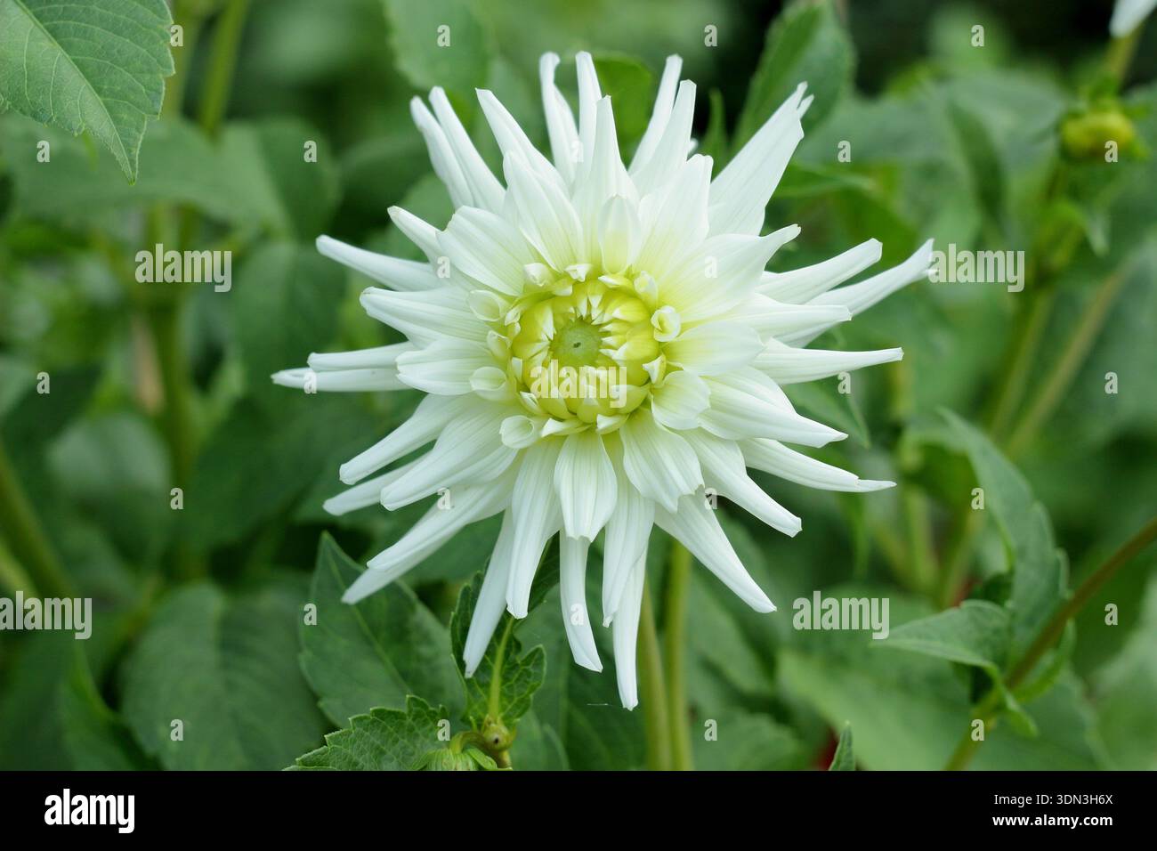 Kaktus typ dahlien -Fotos und -Bildmaterial in hoher Auflsung  Alamy