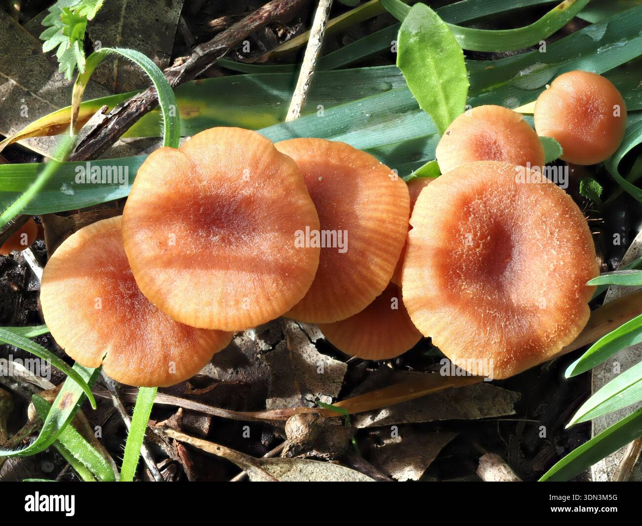 Laccaria laccata, Pilz im Circeo Nationalpark, Italien Stockfoto