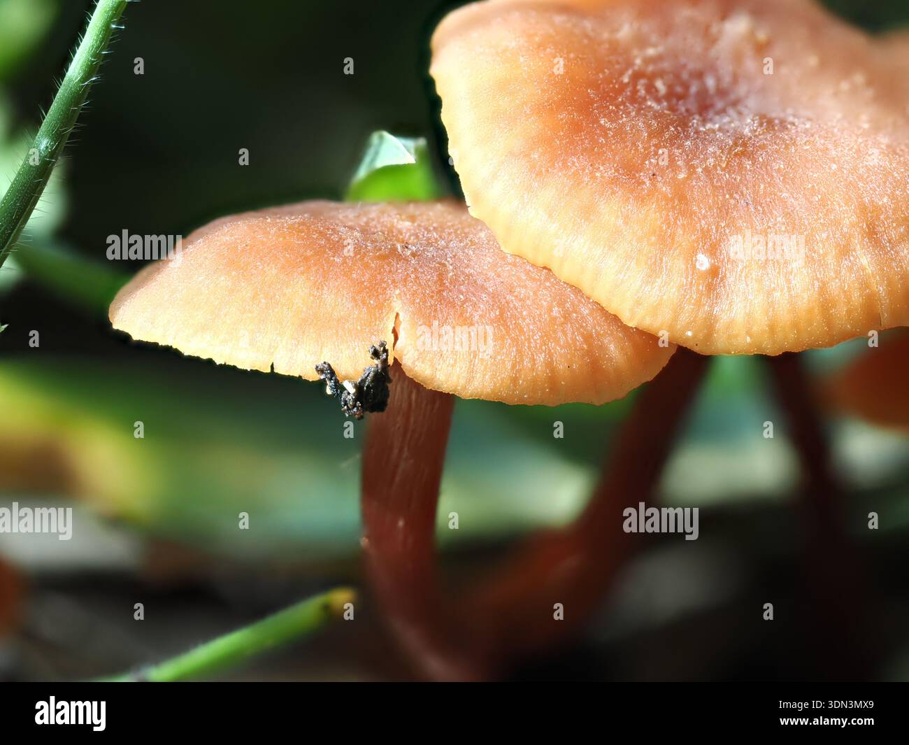 Laccaria laccata, Pilz im Circeo Nationalpark, Italien Stockfoto