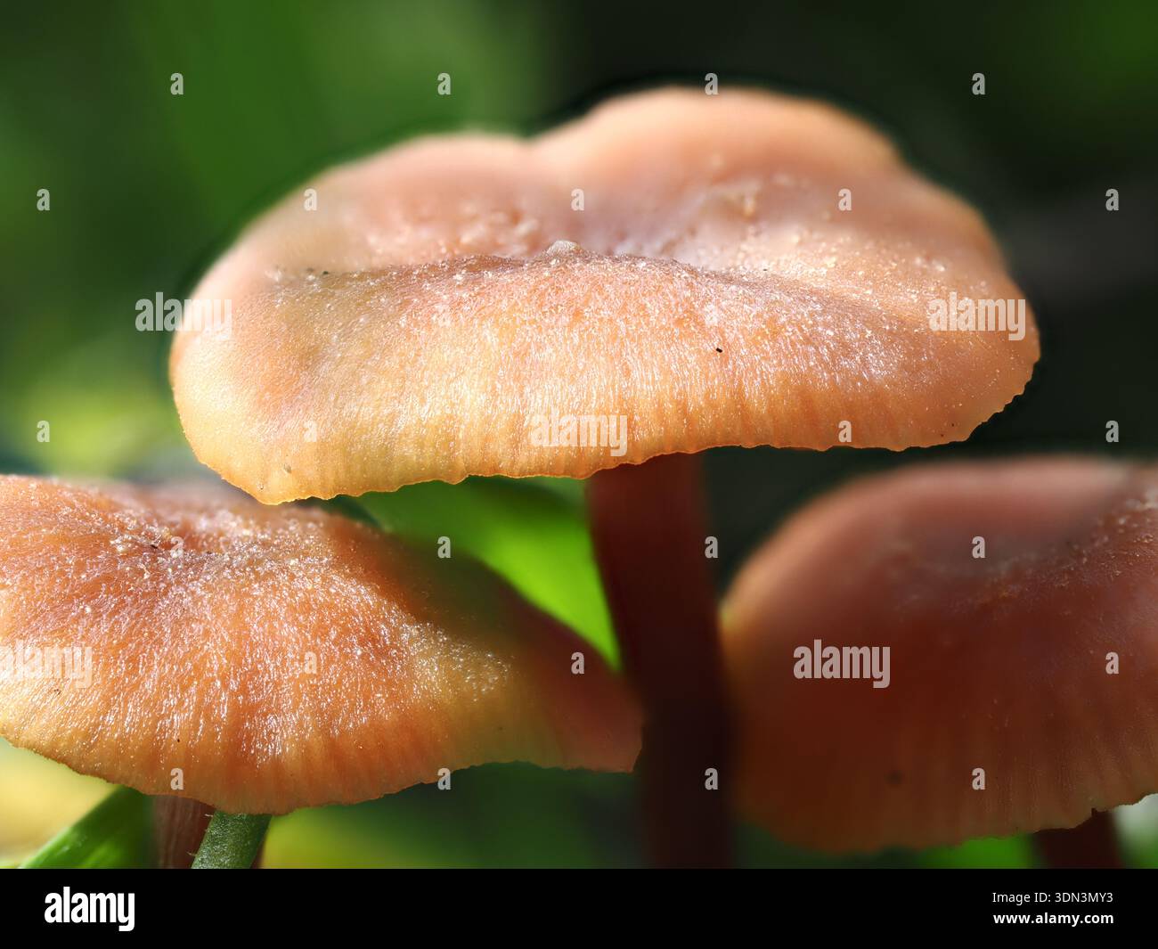 Laccaria laccata, Pilz im Circeo Nationalpark, Italien Stockfoto