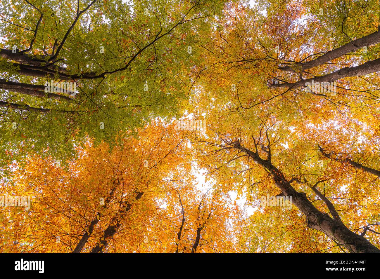 Blick auf lebendiges Herbstlaub, gemalt in feurigen Orangen und sanften Gelben, die bis zum Himmel reichen, Ličko, Rastovača-senjska županija, Kroatien. Stockfoto