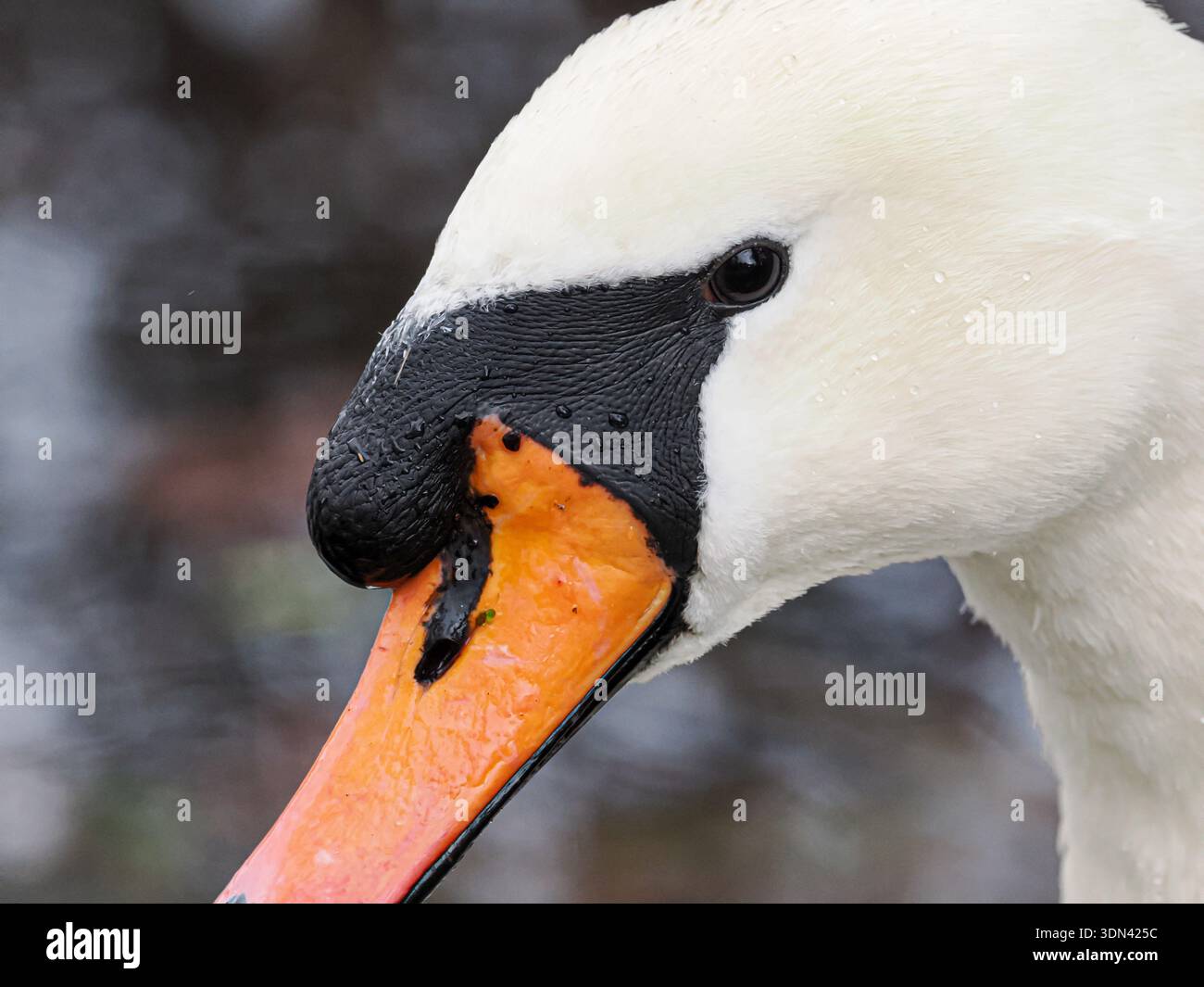 Schwan stummschalten (Cygnus olor), Nahaufnahme des Kopfes und hellorangefarbener Schnabel mit prominentem schwarzen Knopf, UK Stockfoto