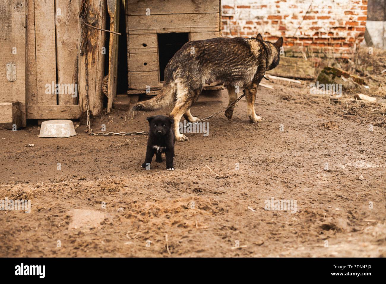Deutscher Schäferhund in der Nähe eines hölzernen Zwingers mit einem kleinen schwarzen Welpen, der vor dem ländlichen Dorfhof in Russland steht Stockfoto
