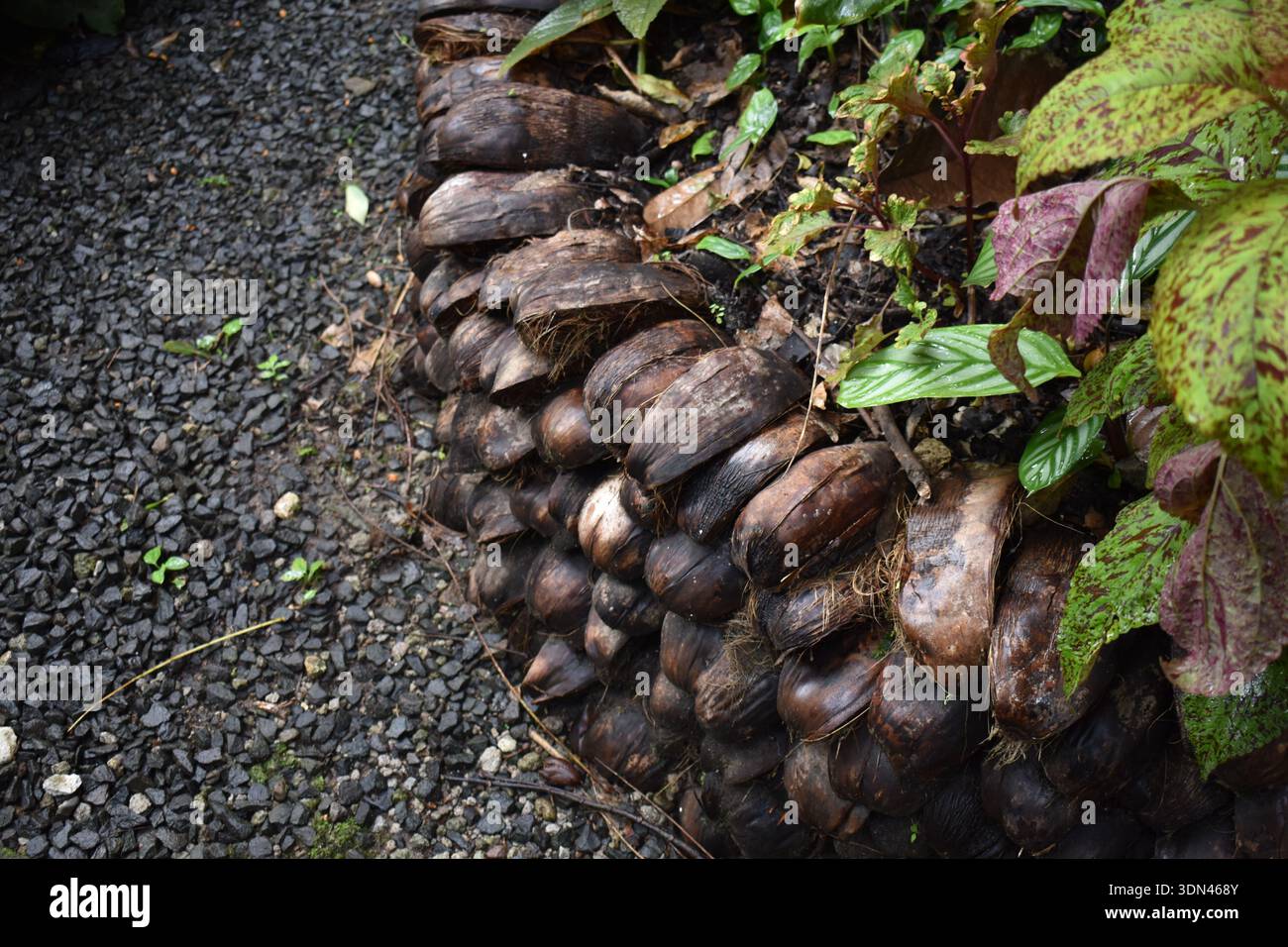 Eine Stützmauer, die um einige Pflanzen oder Bäume aus weggeworfenen Kokosnussschalen oder -Muscheln in St. Lucia errichtet wurde. Stockfoto