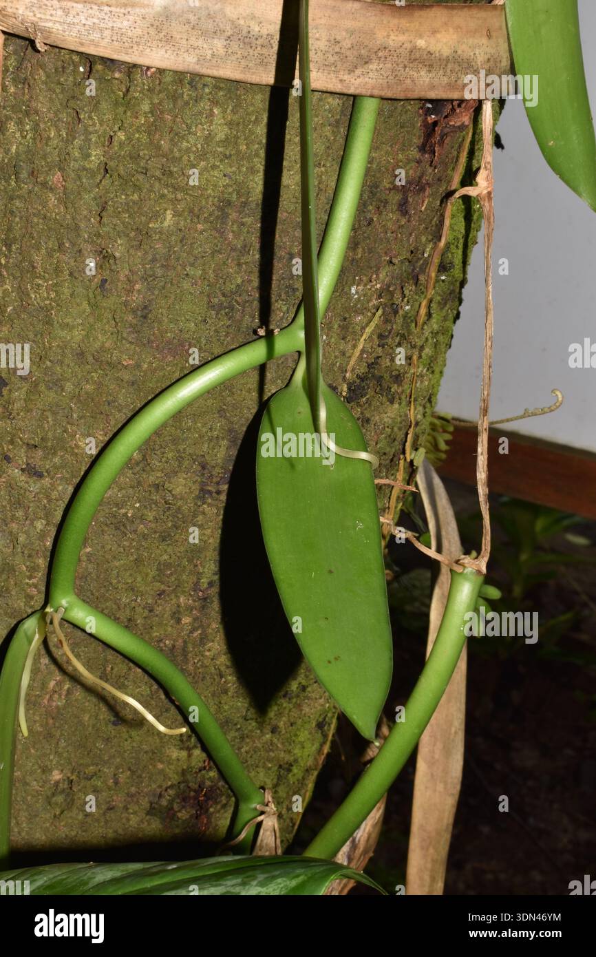Vanilleorchideenpflanze (Vanilla planifolia), eine tropische Kletterrebe, die auf Bäumen angebaut und als Hauptquelle kommerzieller Vanillebohnen angebaut wird. Stockfoto