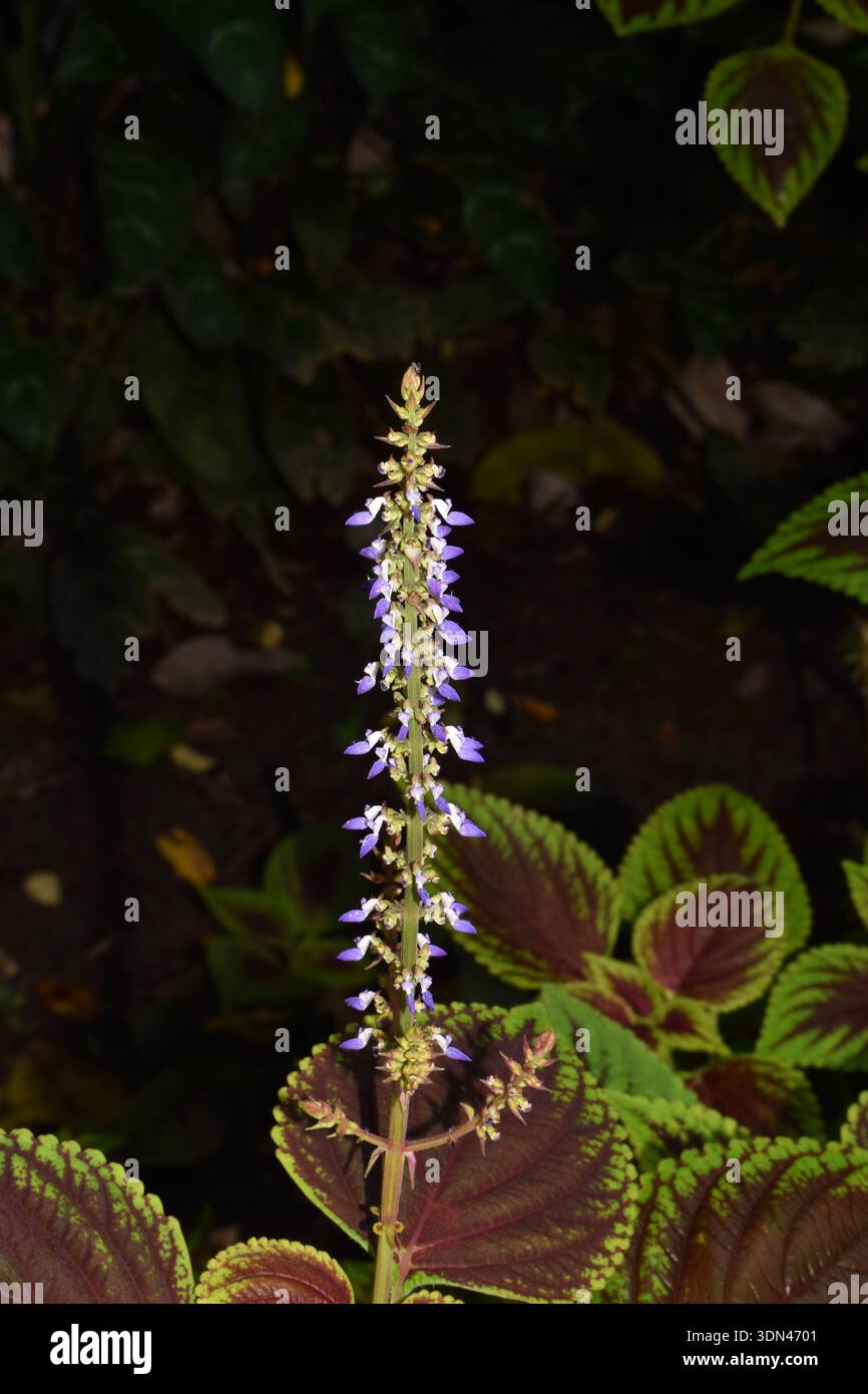 Ein coleus (Solenostemon scutellarioides), auch bekannt als gemalte Brennnessel oder Poor man's Croton, in St. Lucia. Stockfoto