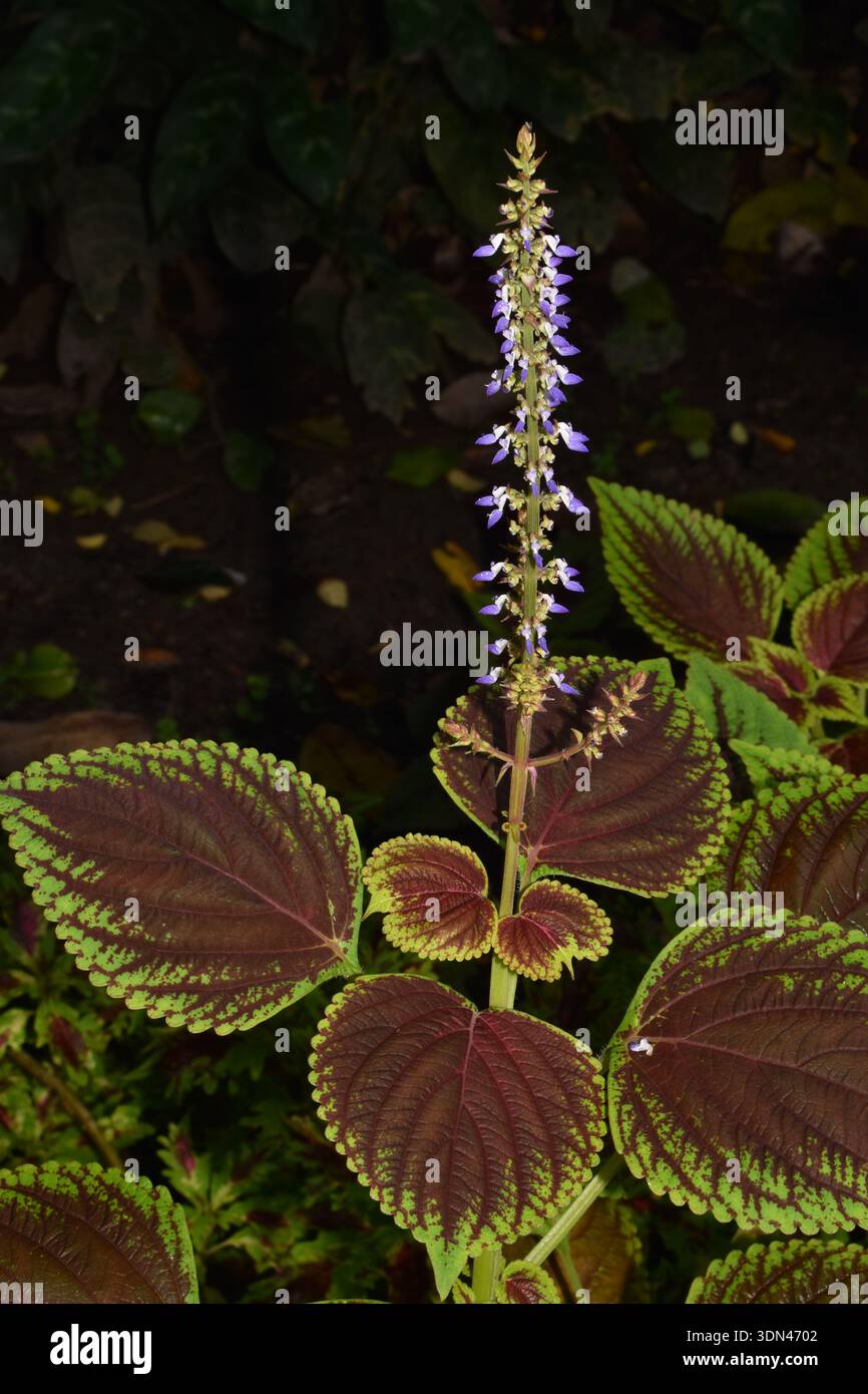 Ein coleus (Solenostemon scutellarioides), auch bekannt als gemalte Brennnessel oder Poor man's Croton, in St. Lucia. Stockfoto
