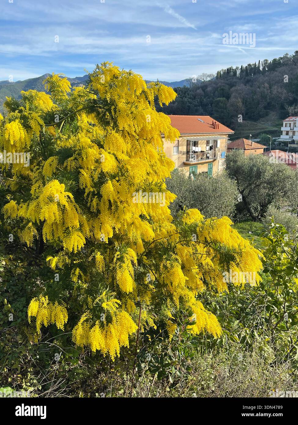 Frühlings-Mimosa-Blüten blühen auf Baum im Innenhof des Hauses in den Bergen Italiens an einem sonnigen Tag, Ligurien im Winter. Traditionelle Gebäude. Hintergrund Stockfoto