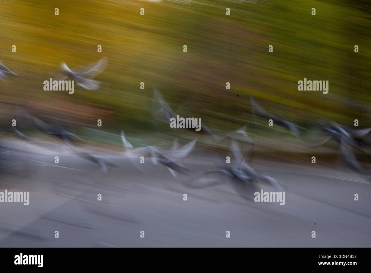 Tauben im Central Park, New York City, Stockfoto