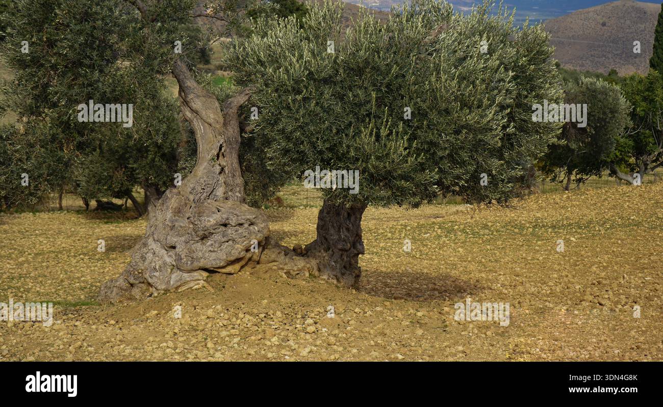 Ein alter Olivenbaum mit knorrigem, skulpturalem Stamm in einem sonnendurchfluteten mediterranen Hain. Ein Symbol für Widerstandsfähigkeit, Erbe und organische Texturen. Stockfoto
