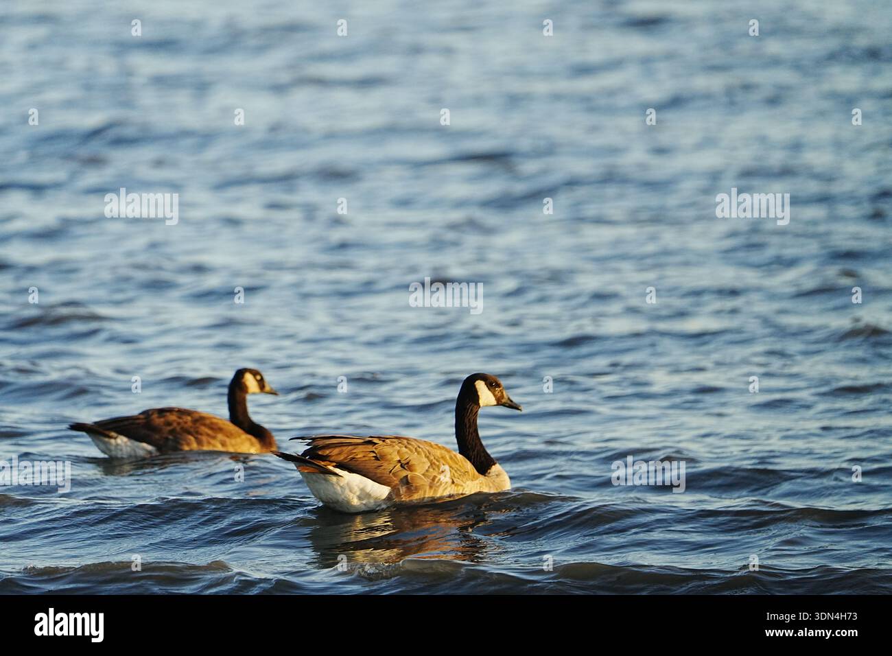 Kanadische Gänse schwimmen in der San Francisco Bay in der Nähe von Oakland, Kalifornien. Stockfoto