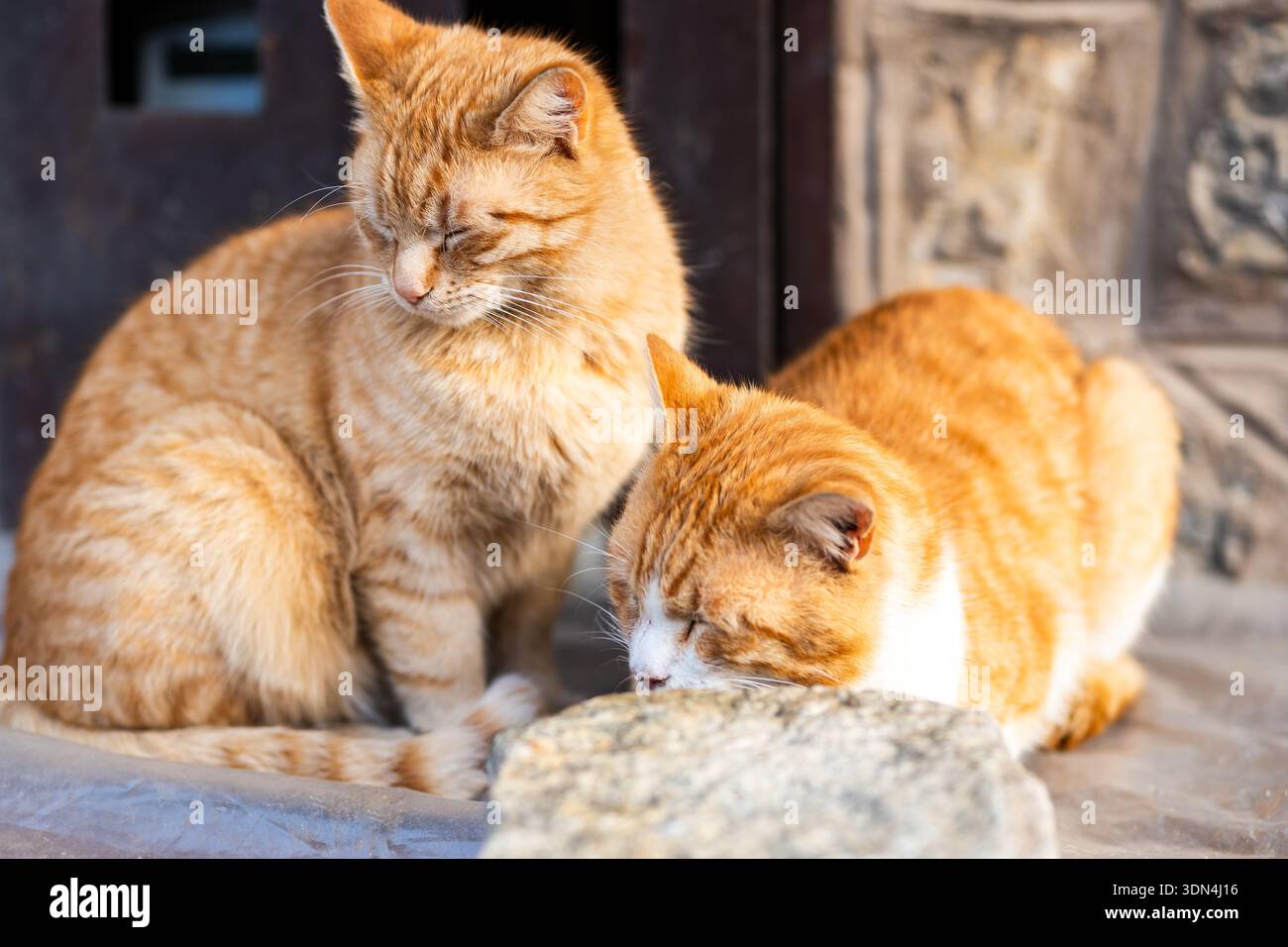 Zwei orangene Katzen schlafen zusammen und sind gemütlich. Ein paar süße, orangene Katzen. Haustiere Freundschaft Hygge Konzept Stockfoto