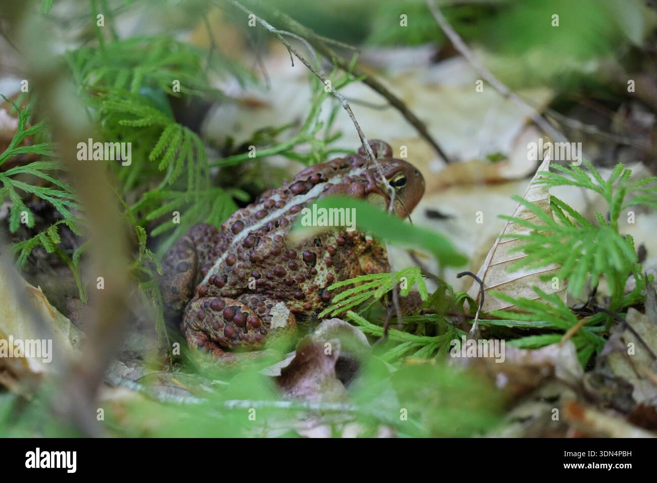 Eine Kröte in der Nähe von Schroon Lake, New York. Stockfoto
