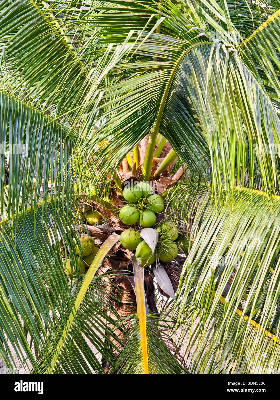 Kokospalme (Cocos nucifera) mit grünen, jungen Kokosnüssen, Phnom Penh, Kambodscha Stockfoto