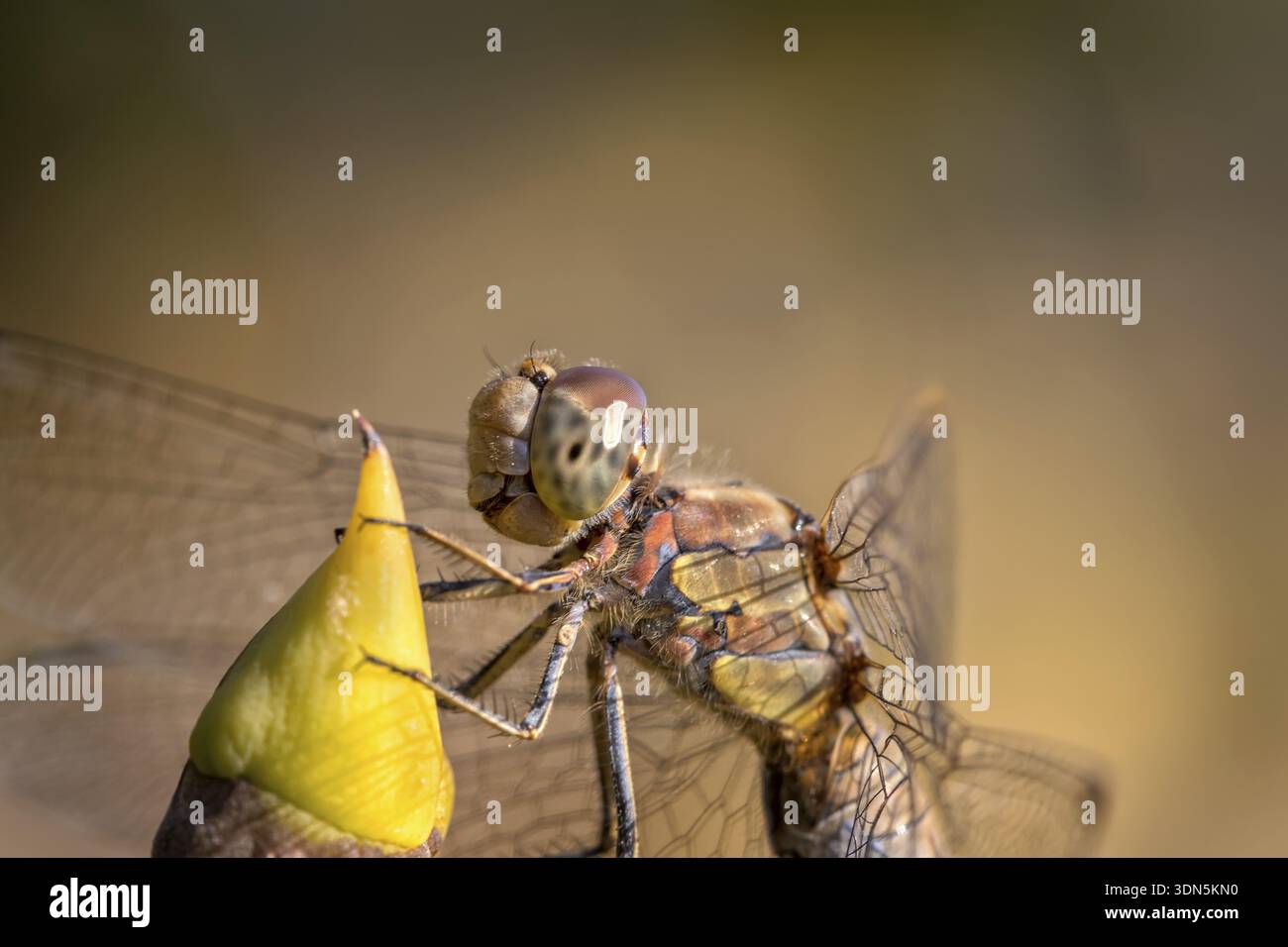 Wunderschönes Makro der Libelle, die auf einem Zweig sitzt. Eine Libelle ist ein Insekt der Ordnung Odonata, infraorder Anisoptera Stockfoto