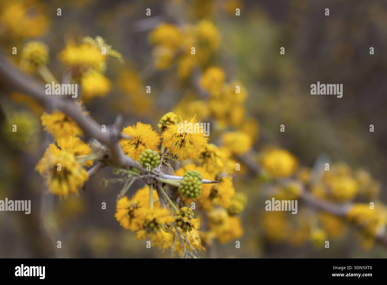 Detail der gelben Blüten der Akazie in der Serranaquelle in argentinien Stockfoto