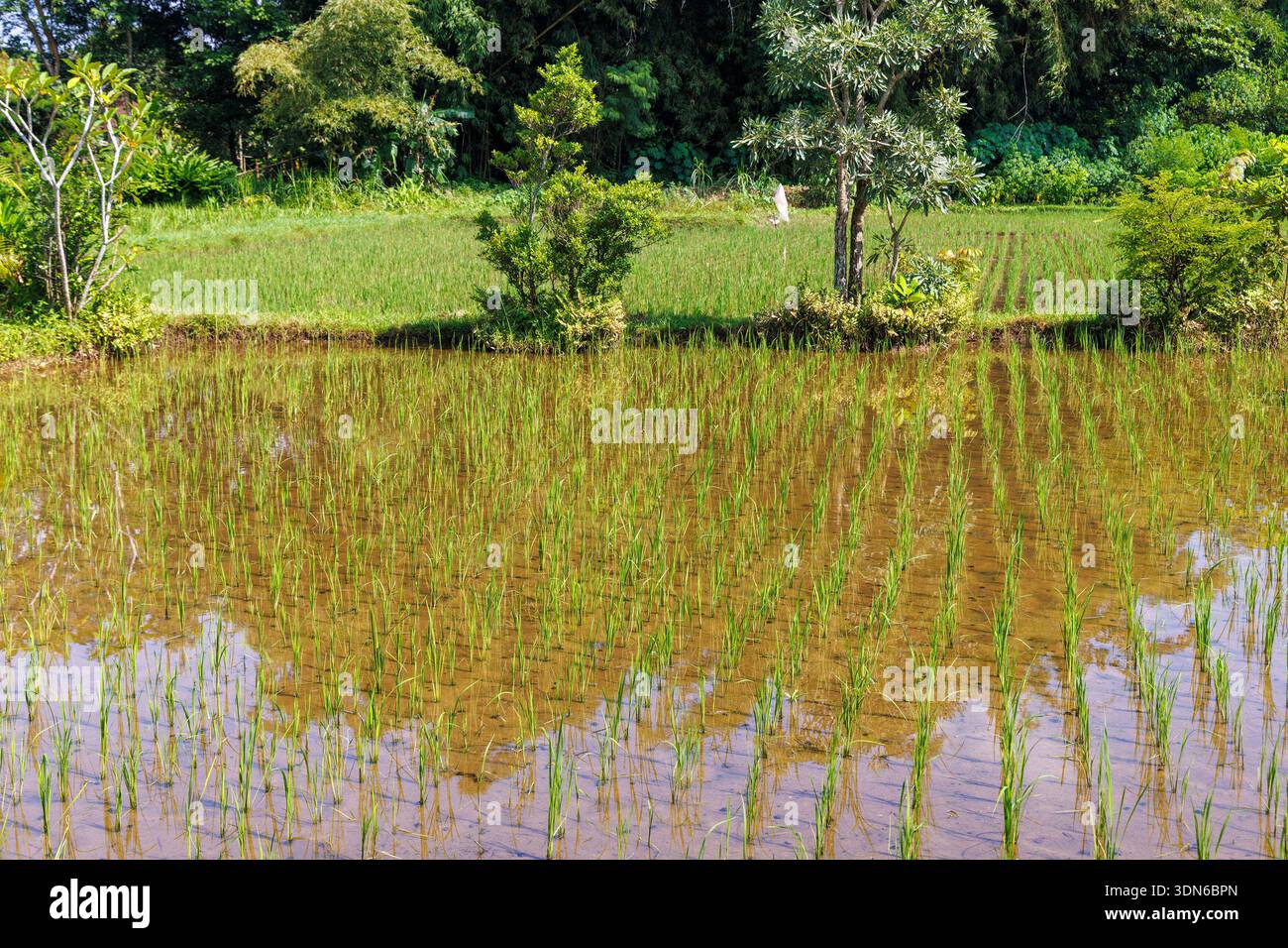 Junge Reispflanzen wachsen im überfluteten Paddy Field, Java, Indonesien Stockfoto