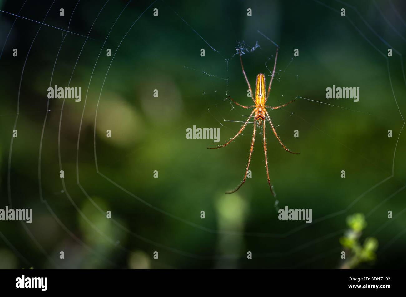 Kugelweberspinne im Netz in natürlichen Lebensräumen, Makrofotografie mit grünem Hintergrund und selektivem Fokus Stockfoto