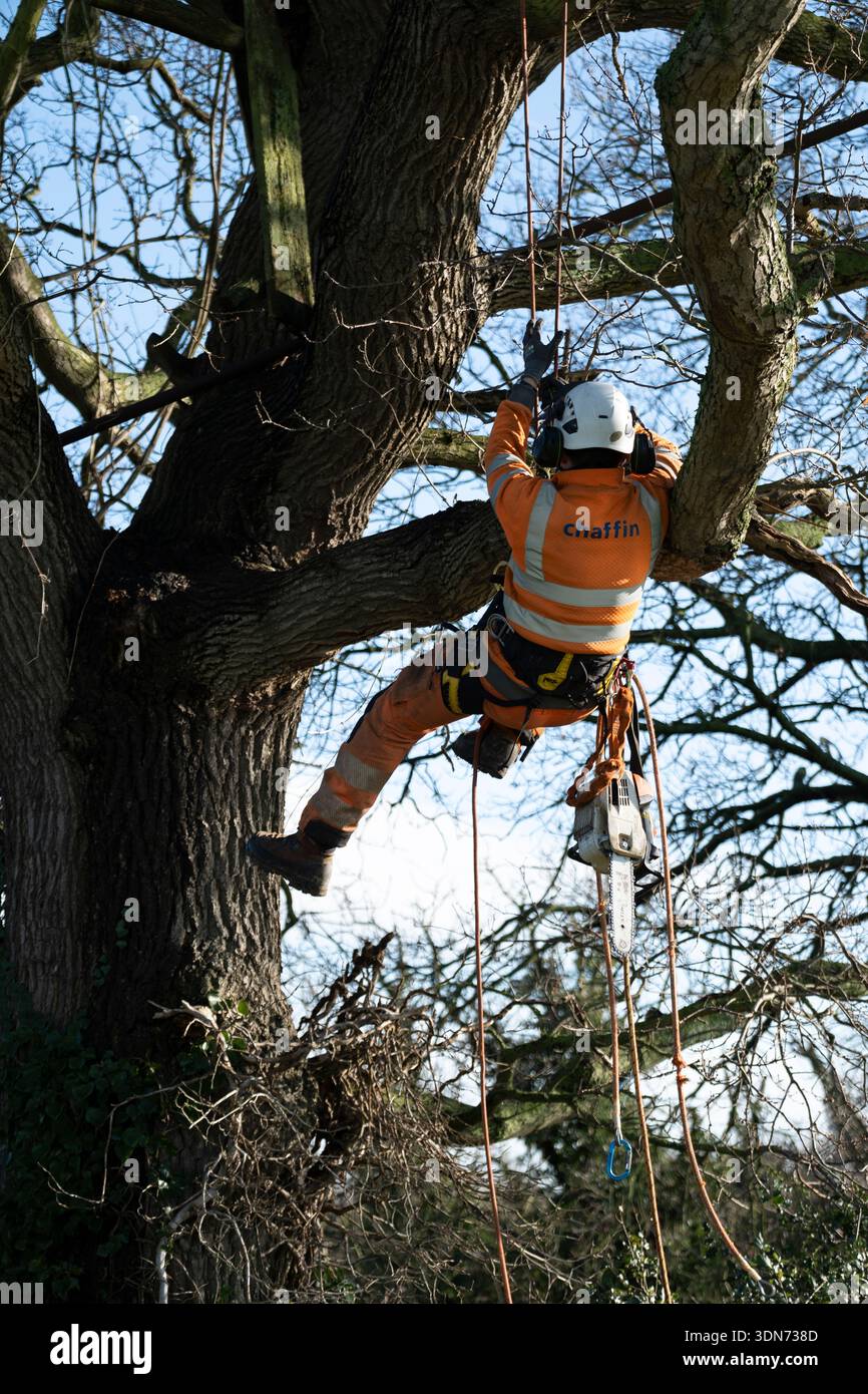 Professioneller Baumpflege, der hoch in einem Reifen Eichenbaum arbeitet, zertifizierter Baumpfleger, der die Kronenreduktion an großer Eiche durchführt, erfahrener Baum Stockfoto