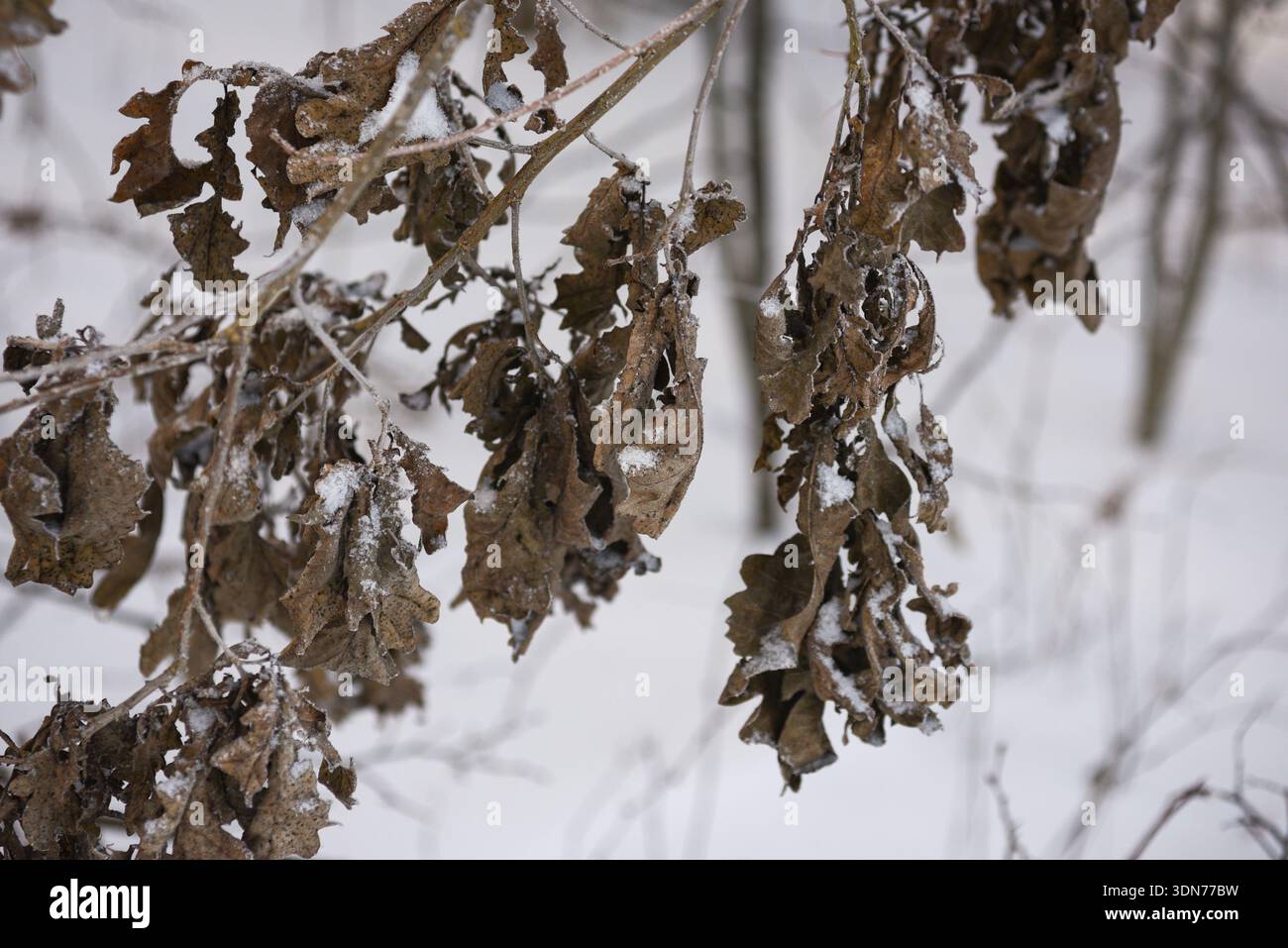 Gefrorene trockene Eichenblätter hängen an Zweigen in einem Winterwald. Nahaufnahme von verwelkten braunen Blättern, die mit Schnee und Eis bedeckt sind, wodurch ein stimmungsvolles und n erzeugt wird Stockfoto