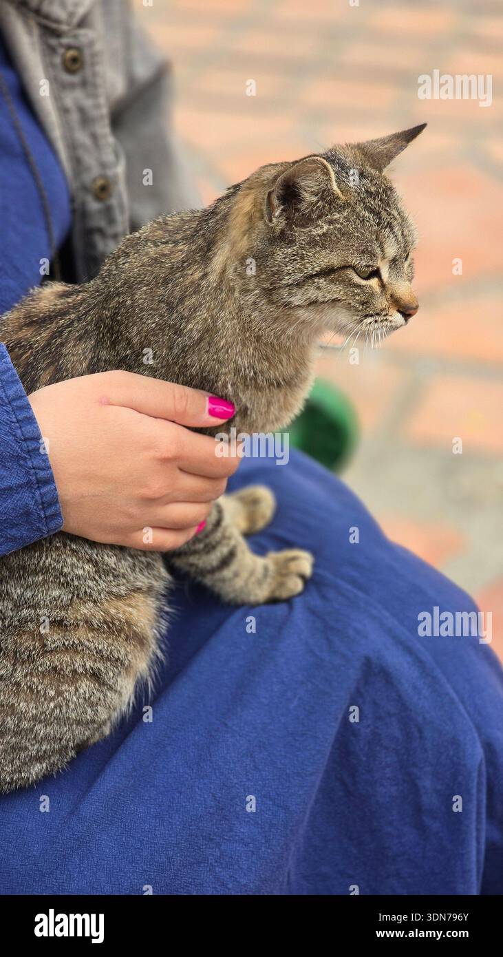 Süße Katze, die auf einem Mädchenschoß sitzt - Smartphone-aufgenommenes Stockfoto