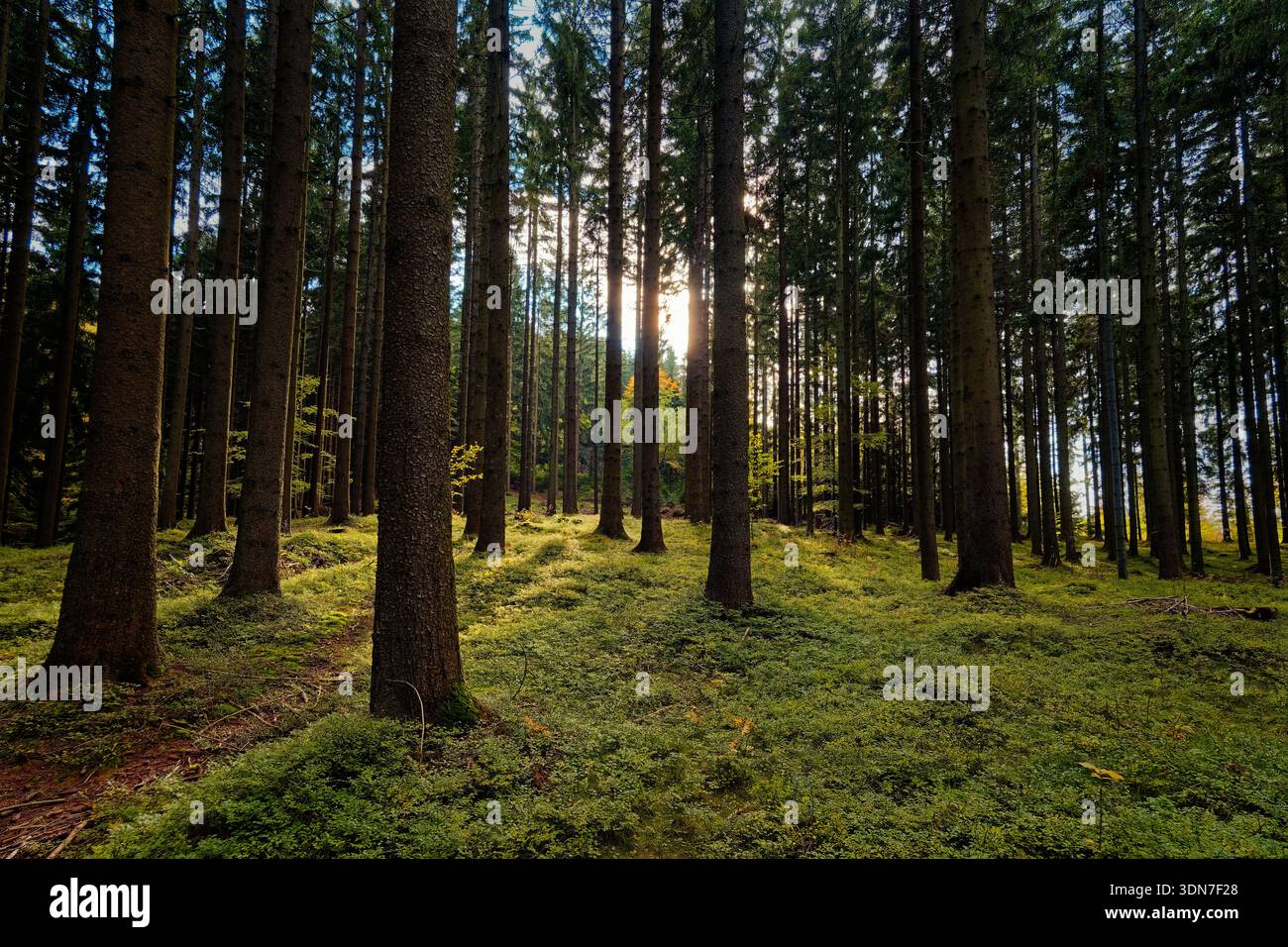 Ein Ruhiger Wald Mit Sonnenlicht, Der Durchströmt Wird, Ein Pine Forest Mit Ruhiger Einsamkeit Und Erneuerung Stockfoto