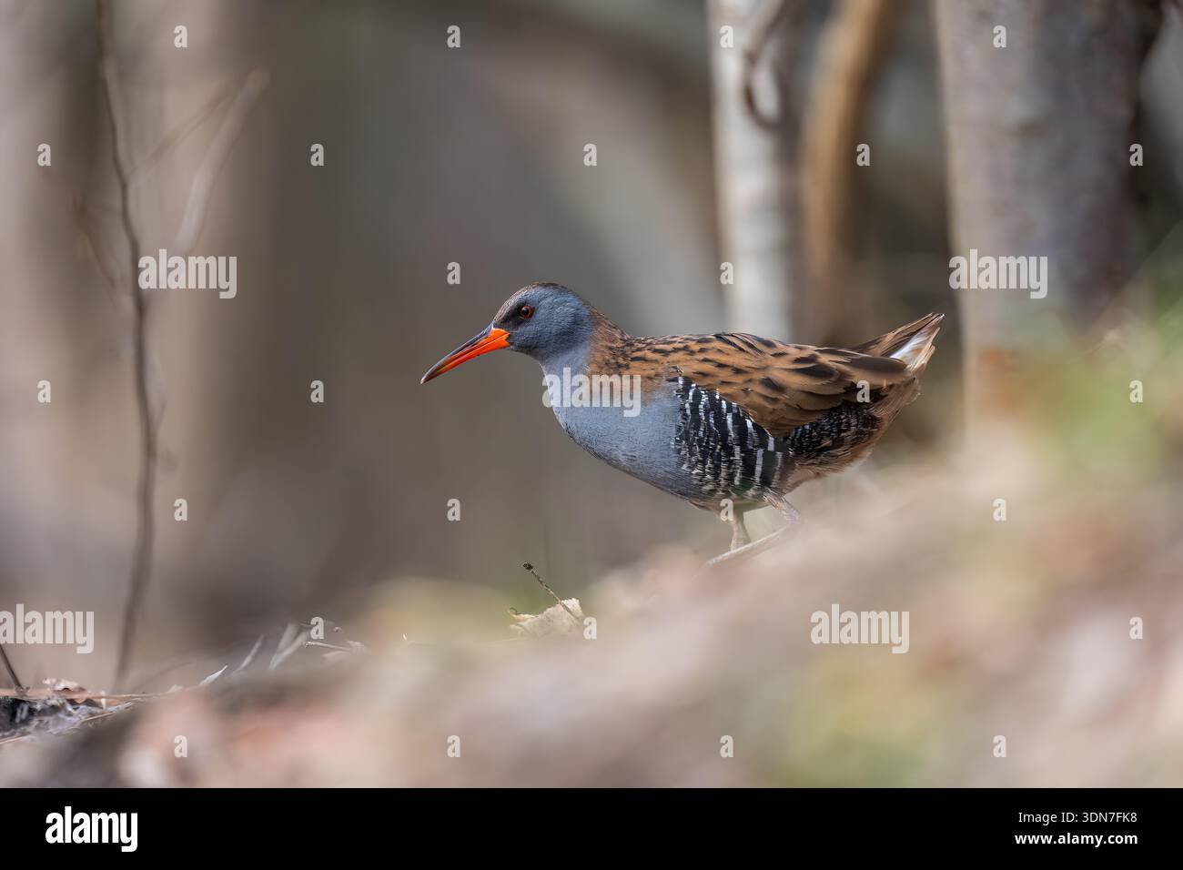 Seltener Wasservogel mit leuchtendem orangenem Schnabel, der durch dichte Fo wandert Stockfoto
