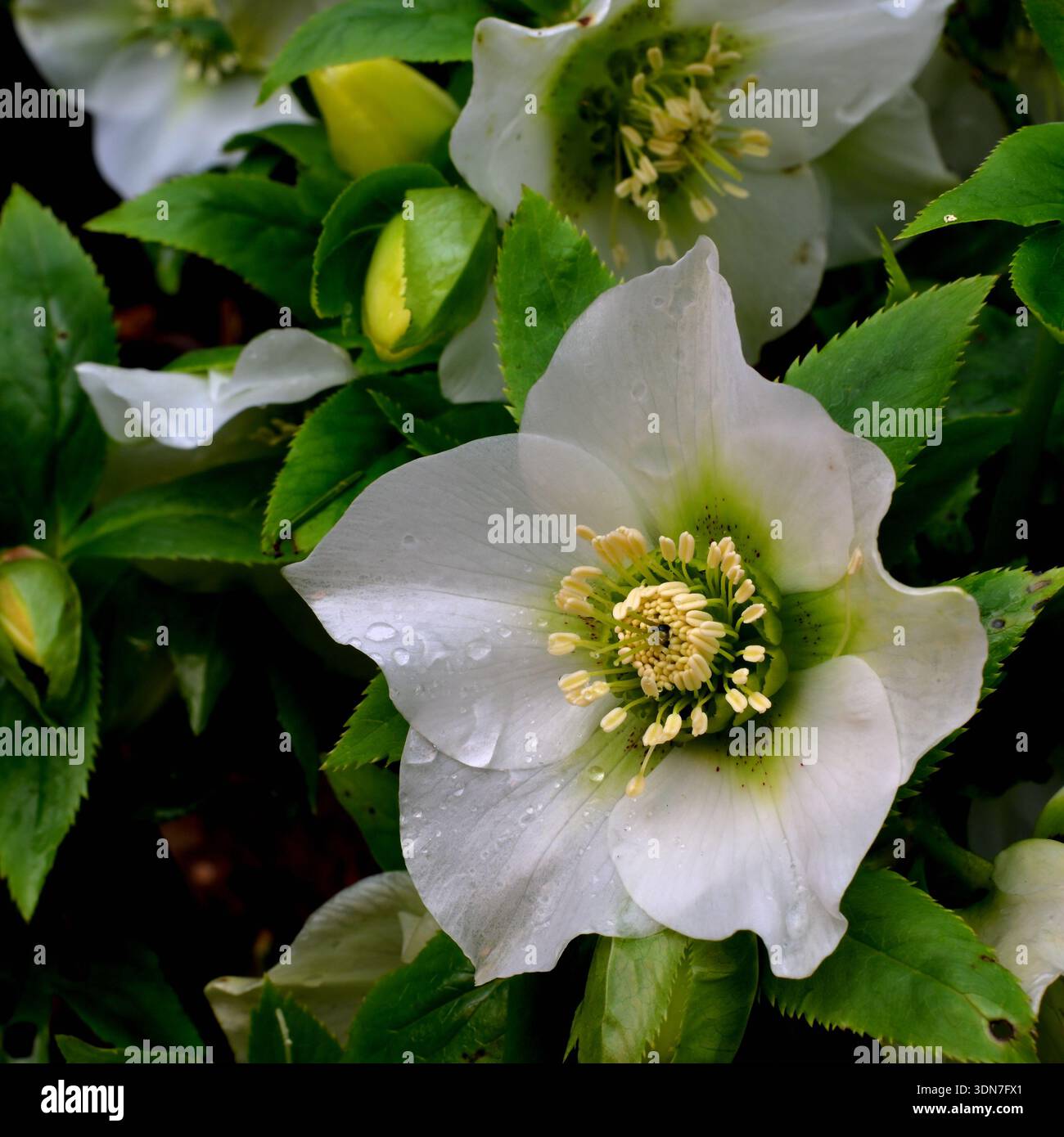 Helleborus weiße Blüte mit reinweißen Blüten, eine krautige oder immergrüne mehrjährige Blüte, mit einer Winter- und Frühjahrsblüte. Stockfoto
