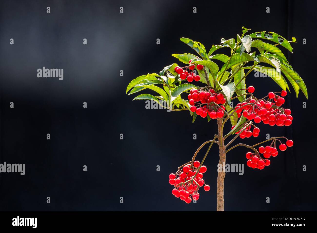Ardisia macrocarpa, Himalaya-Korallenbeere, ein schöner Zierstrauch, saftige Beeren mit immergrünen Blättern, allgemein bekannt als Damia Gera Stockfoto
