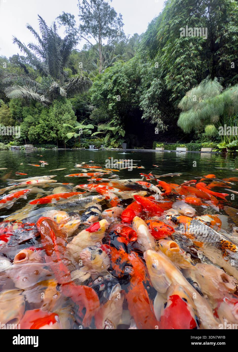 Farbenfrohe Koi-Fische versammeln sich an der Wasseroberfläche eines Gartenteichs und schaffen eine lebendige Szene umgeben von üppigem tropischem Grün und ruhiger Umgebung im Freien. - Smartphone-aufgenommenes Stockfoto