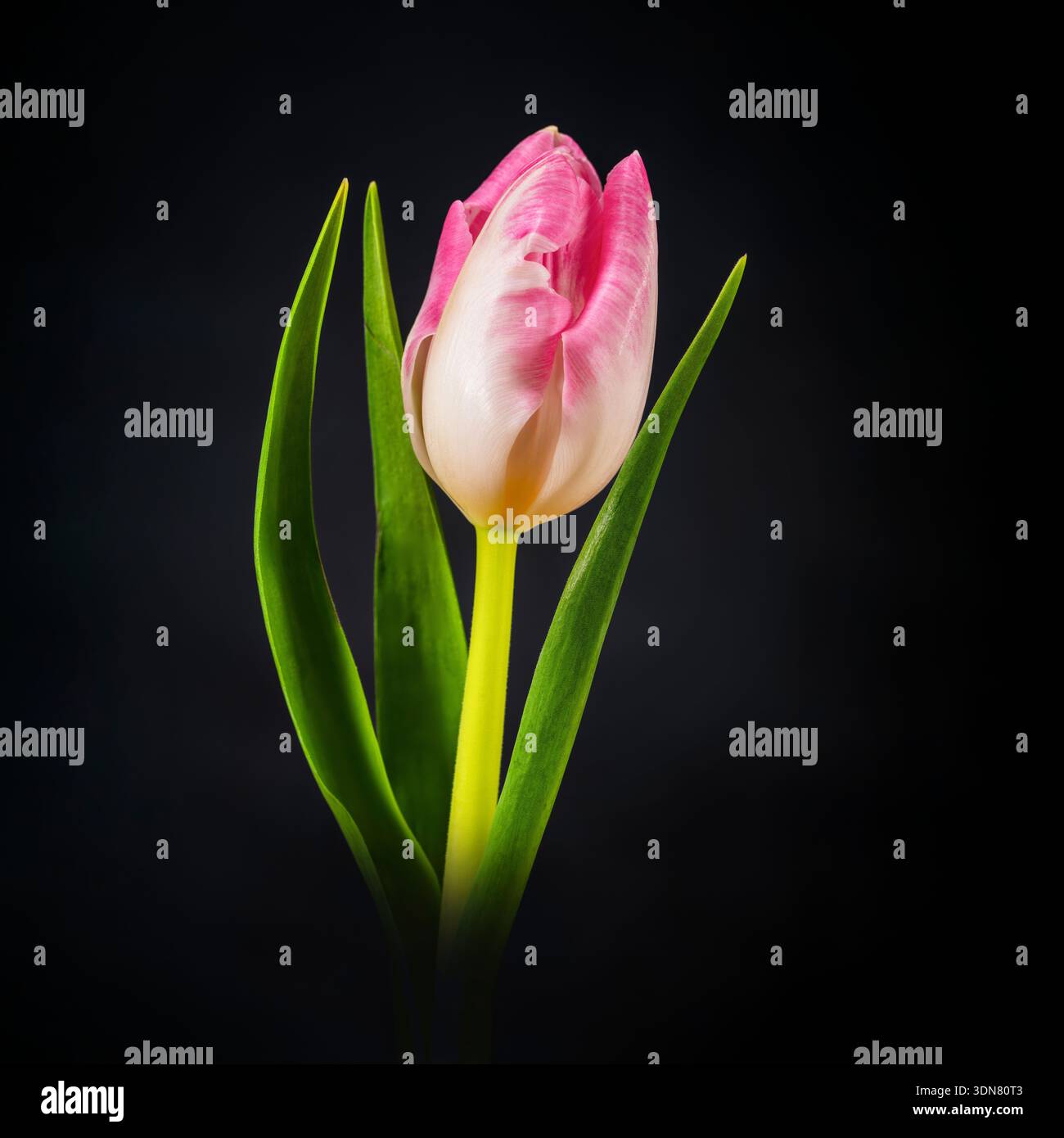 Eine wunderschöne einsame rosa Tulpenblume, fotografiert auf einem schlichten schwarzen Hintergrund Stockfoto