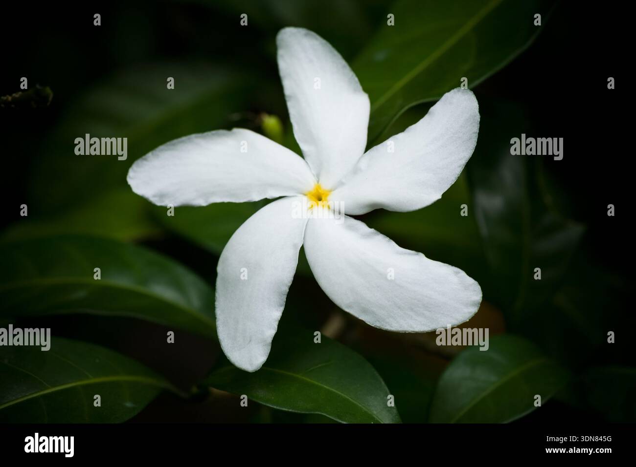 Crepe Jasmin, Tabernaemontana divaricata, in einem Garten in Panama. Stockfoto