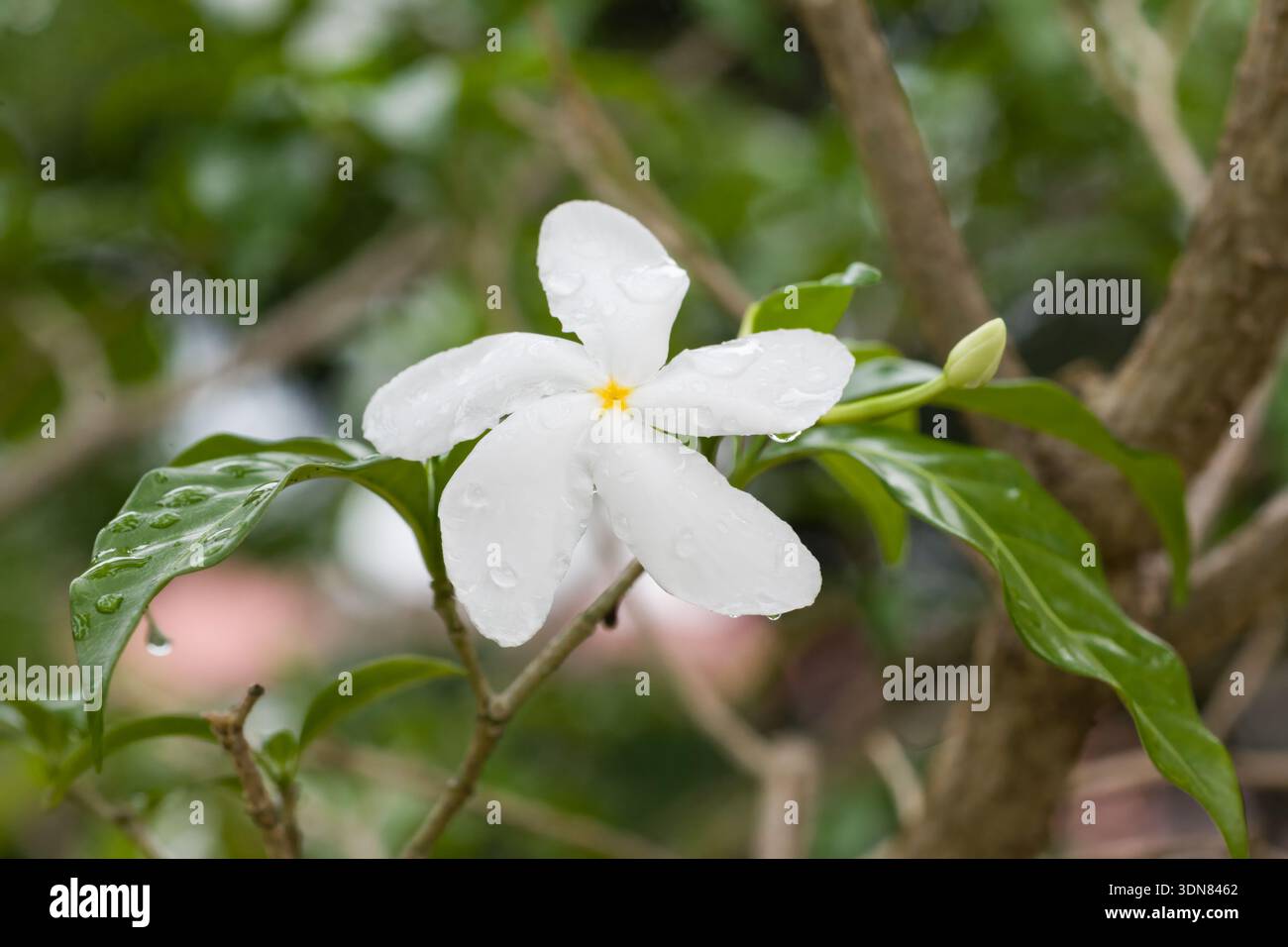 Crepe Jasmin, Tabernaemontana divaricata, in einem Garten in Panama. Stockfoto
