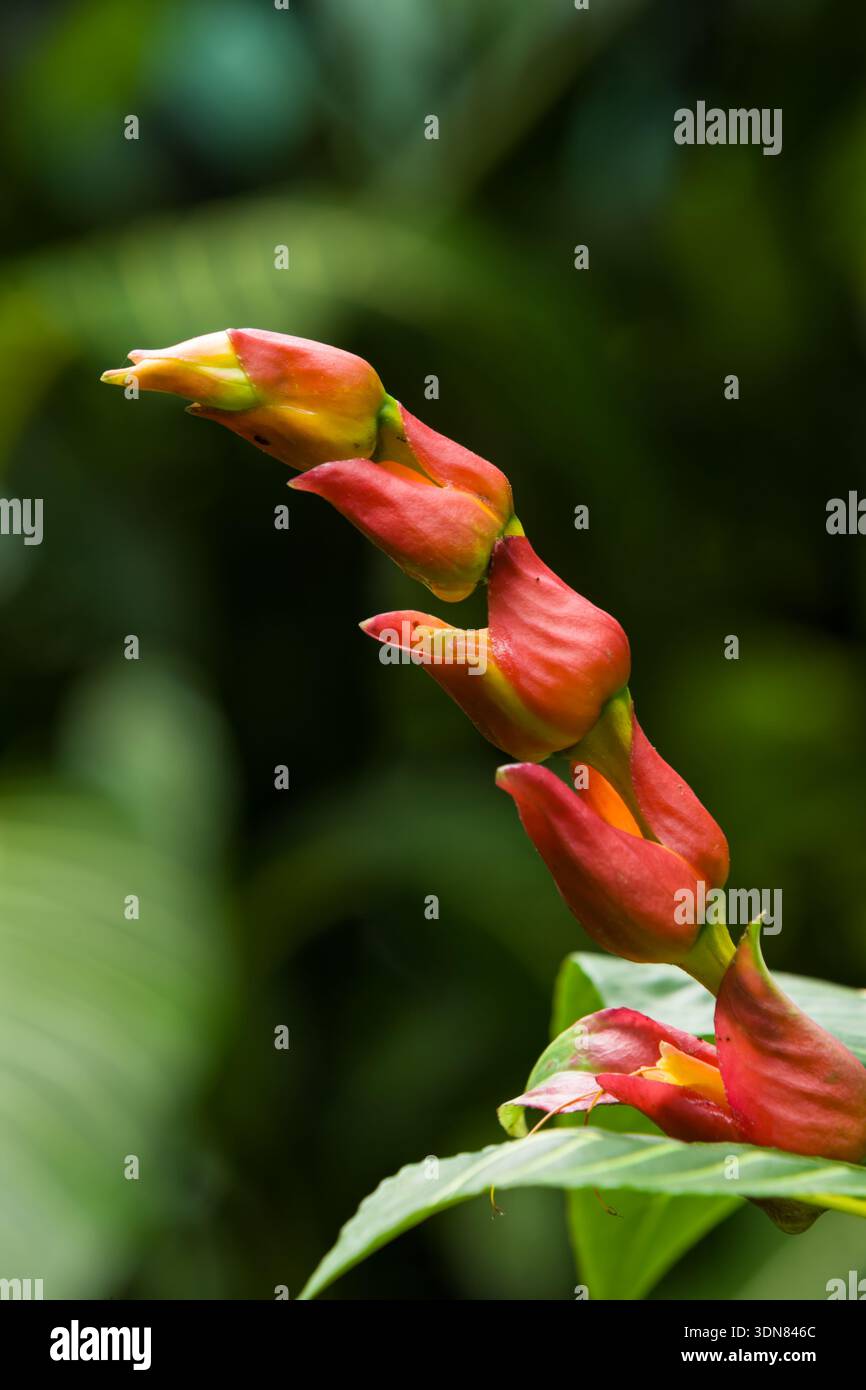 Calathea calathea -Fotos und -Bildmaterial in hoher Auflsung  Alamy