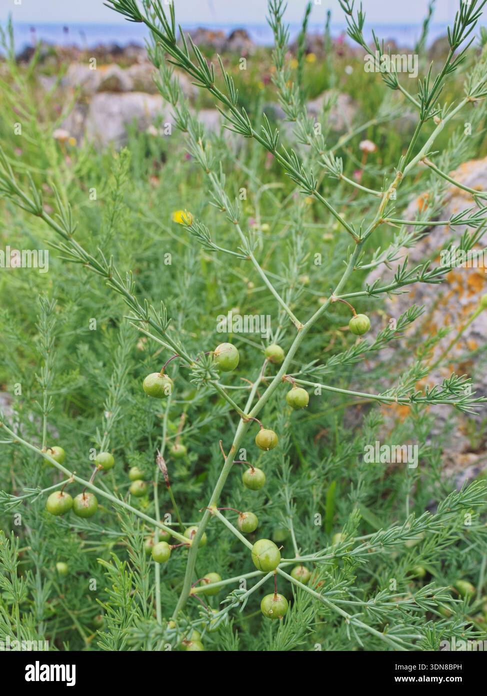 Wilder Spargel (Spargel officinalis) mit reifenden Früchten zwischen Kalksteinfelsen auf einer Landzunge an der Küste, Asturien, Spanien, Juni. Stockfoto