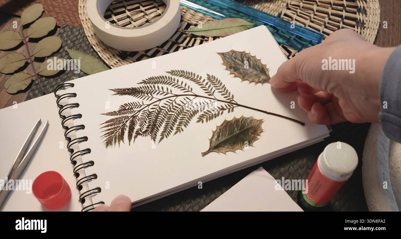 Anonyme Person klebt Blatt von der Pflanze. Sammlung gepresster und getrockneter Blätter und Blumen in einem Album, Herbarium. Kunsthandwerk und Hobbys. Exotisch Stockfoto