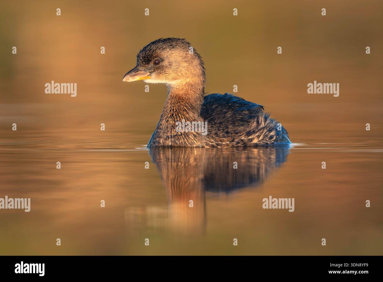 Nahaufnahme eines wilden Rattenschnabelgrebchens (Podilymbus podiceps) auf einem ruhigen See, der in warmes goldenes Stundenlicht getaucht ist, Florida, USA Stockfoto
