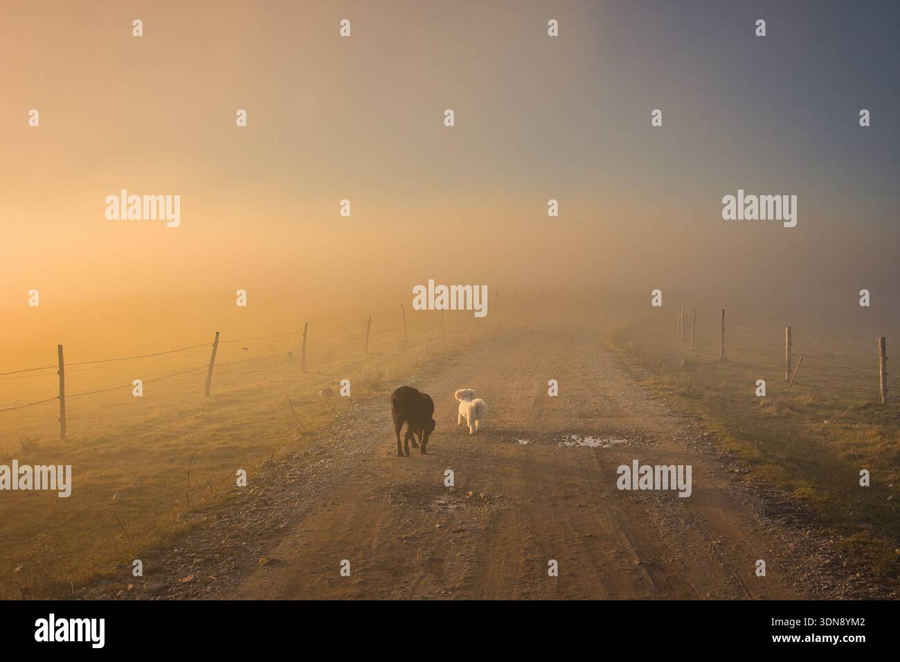Rückansicht von zwei Hunden, die an einem nebeligen Tag bei Sonnenuntergang auf einer Landstraße stehen, Serbien Stockfoto