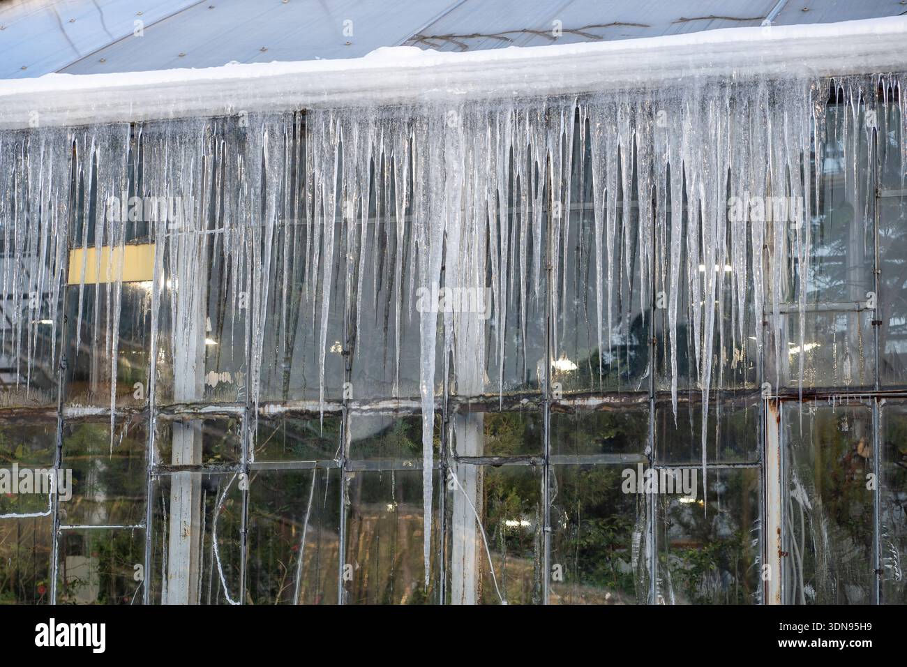 Das Dach des Gewächshauses ist in der kalten Wintersaison im Freien mit riesigen Eiszapfen bedeckt. Auftaufeder. Stockfoto