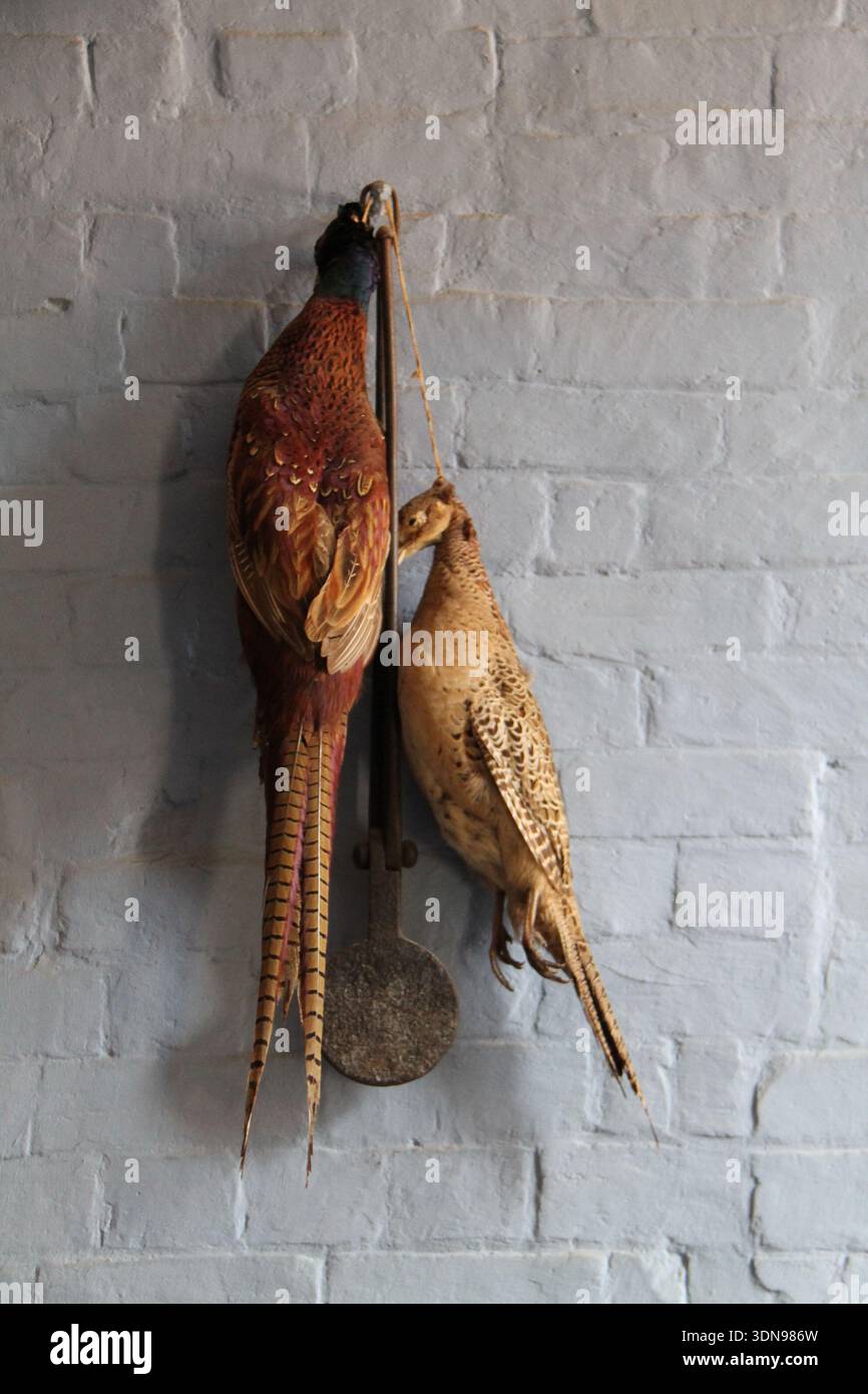 Ein Paar gejagte Wildvögel hängt vor der Vorbereitung. Stockfoto