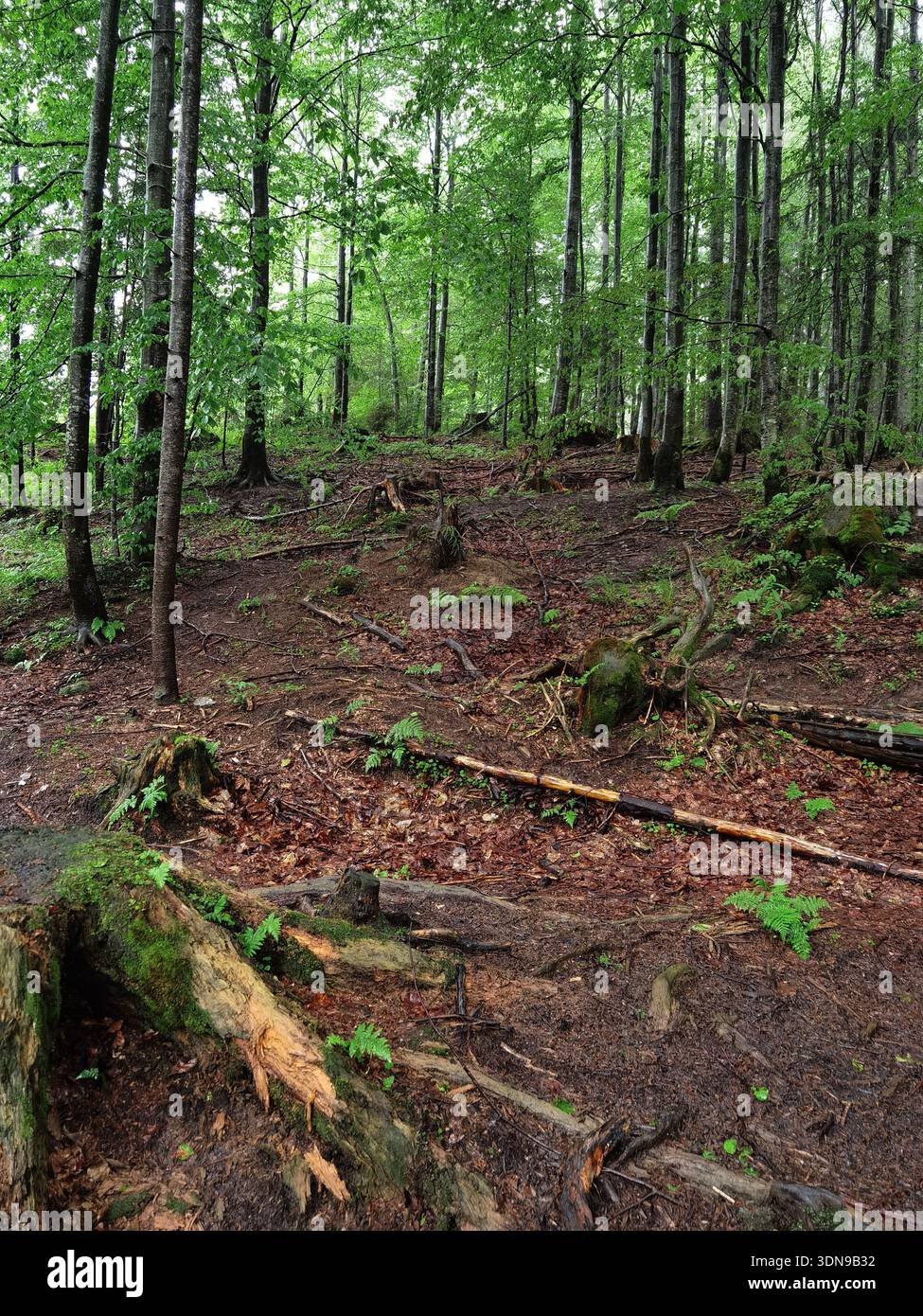 Waldszene mit sattem Grün und Erdboden - Smartphone-aufgenommenes Stockfoto