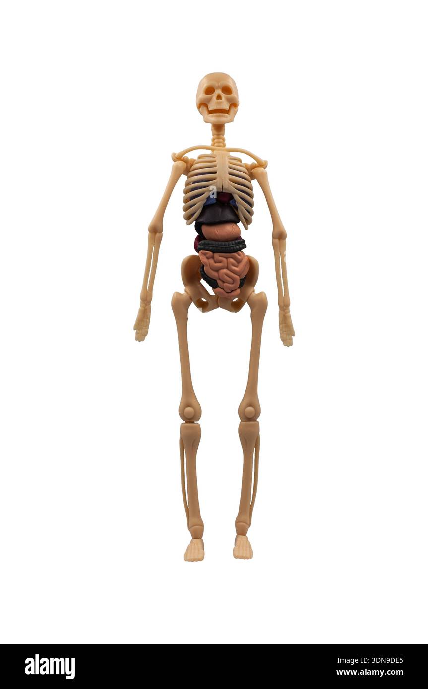 Anatomisches menschliches Skelettmodell mit sichtbaren inneren Organen Stockfoto