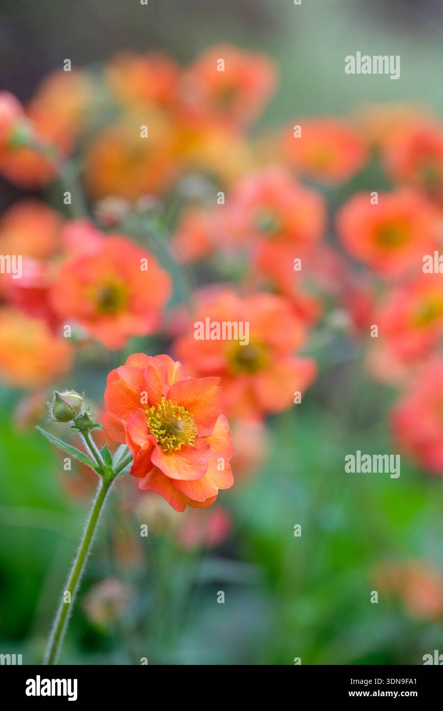 Geum Scarlet Tempest, Geum Macgeu001, avens Scarlet Tempest, Aprikosenröte, scharlachrote Blüten Stockfoto