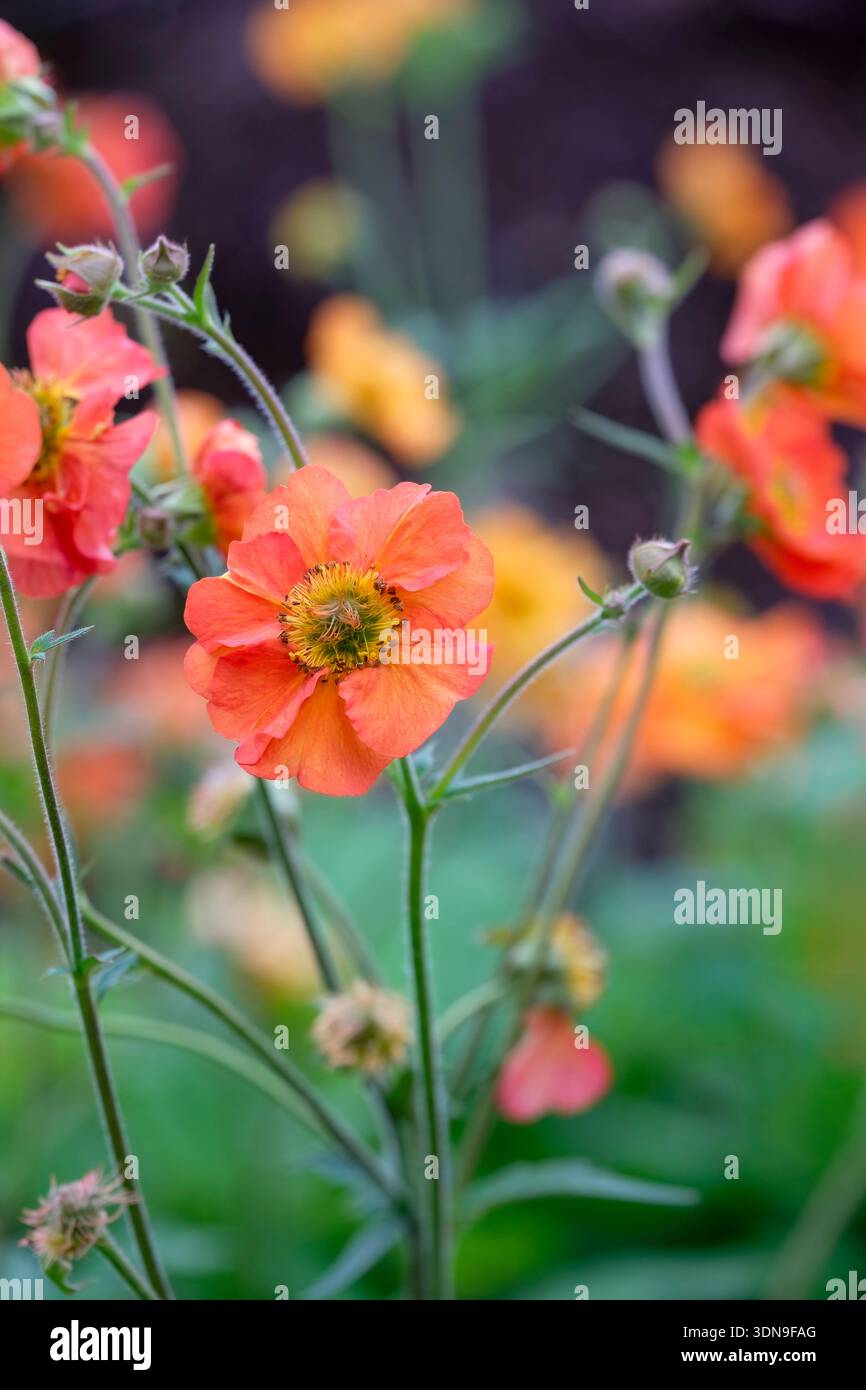 Geum Scarlet Tempest, Geum Macgeu001, avens Scarlet Tempest, Aprikosenröte, scharlachrote Blüten Stockfoto