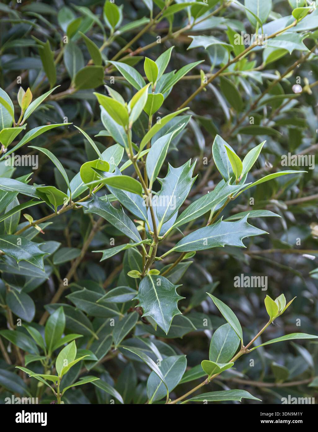 Duftblüte Osmanthus heterophyllus McPHRM *** Duftblume Osmanthus heterophyllus McPHRM McPHRM Stockfoto