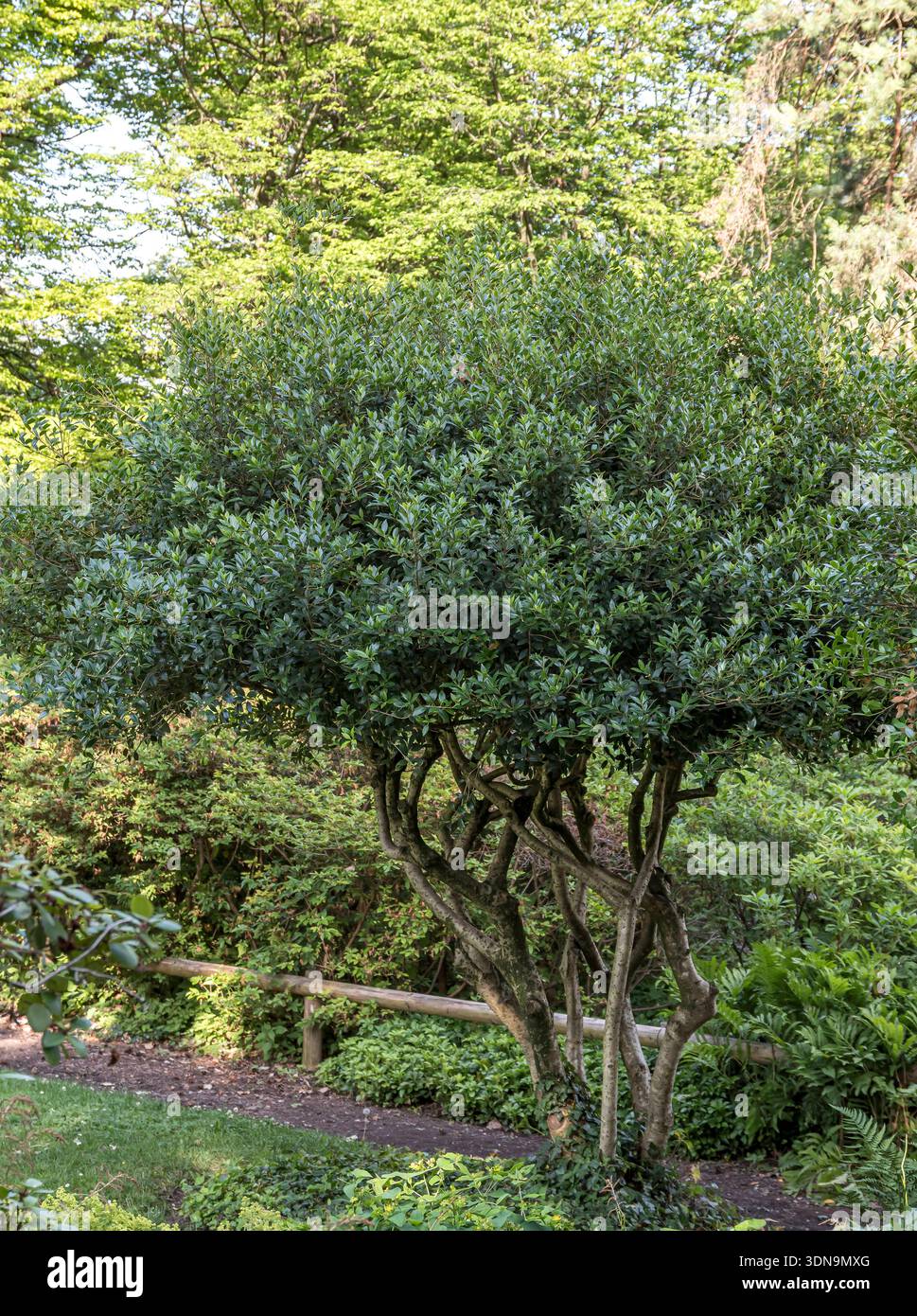 Duftblüte Osmanthus heterophyllus McPHRM *** Duftblume Osmanthus heterophyllus McPHRM McPHRM Stockfoto