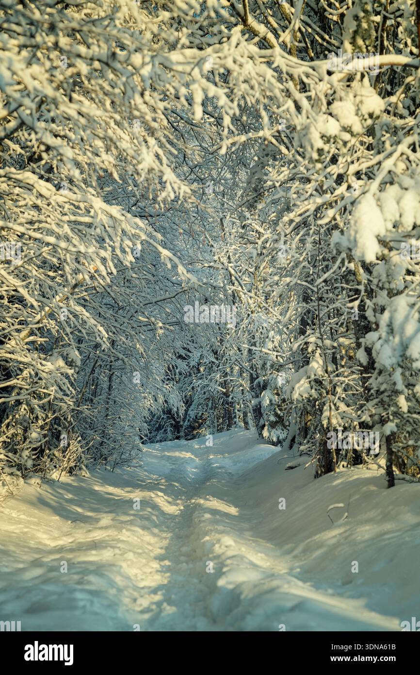 Espoo, Finnland - 31. Dezember 2023: Malerische schneebedeckte Waldstraße und Wanderweg schlängeln sich durch einen tiefen Winterwald. Wunderschöne nordische Natur sce Stockfoto