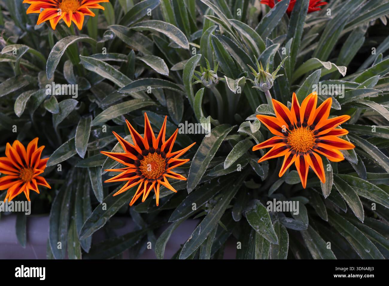 Nahaufnahme der leuchtenden Orange Gazania rigens Blumen mit gestreiften Blütenblättern (Schatzblume / afrikanische Gänseblümchen) Stockfoto